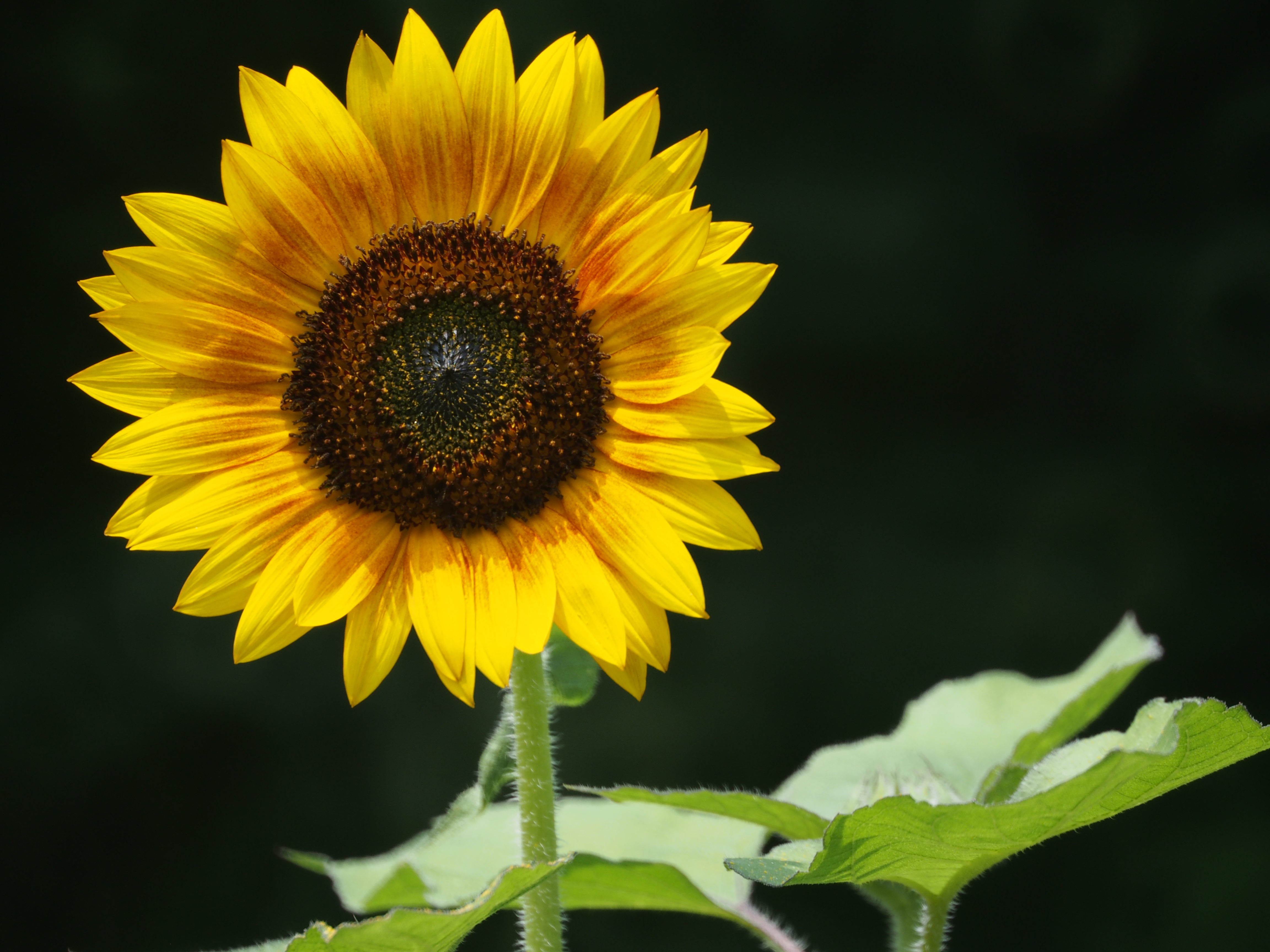 <b>E-M5 / Reflex 300mm F6.3 MF MACRO / 約6.4MB / 4,608×3,456 / 1/320秒 / F6.3 / -0.3EV / ISO250 / WB:オート / 300mm</b>