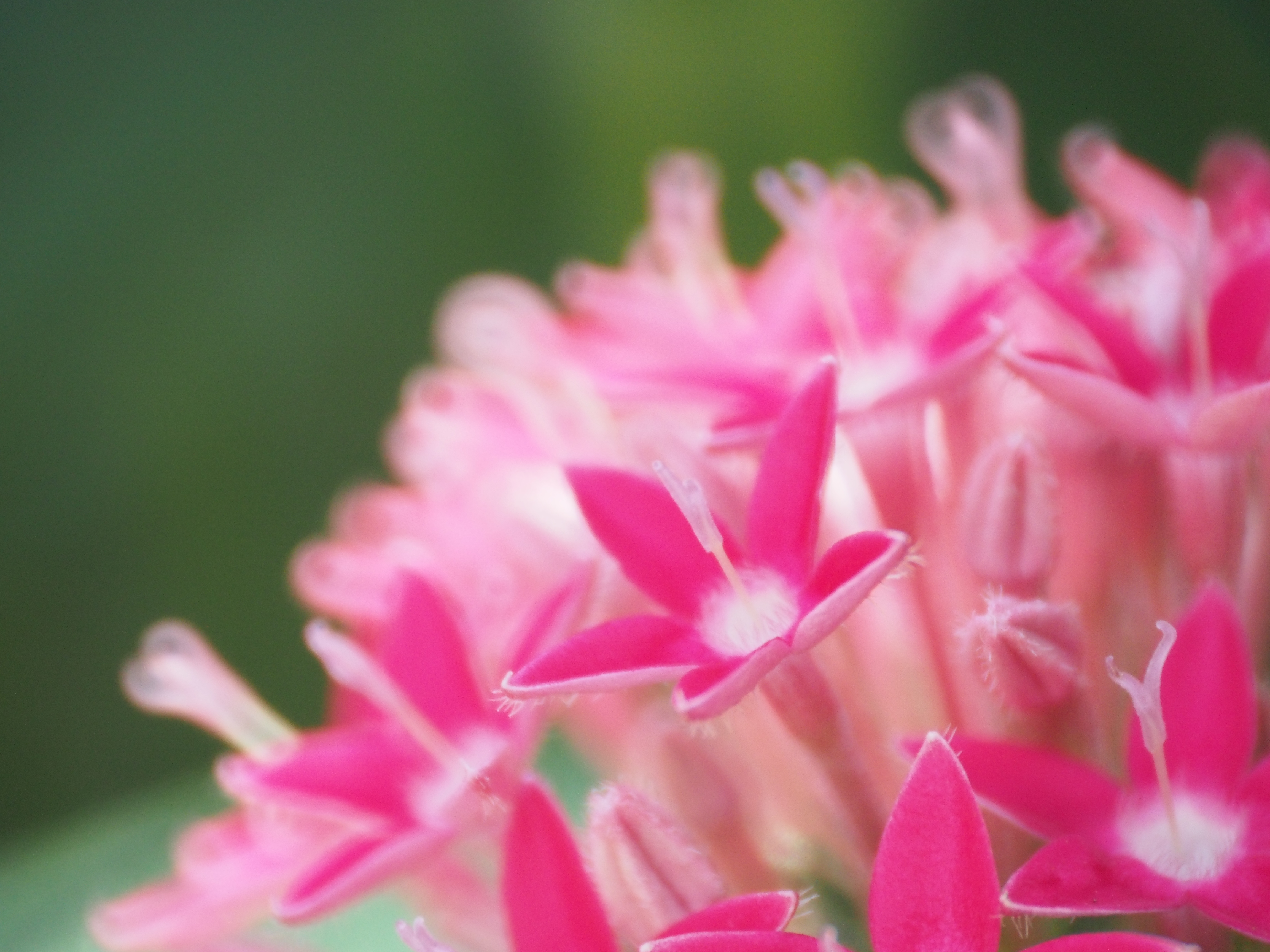 <b>E-M5 / Reflex 300mm F6.3 MF MACRO / 約7.6MB / 4,608×3,456 / 1/160秒 / F6.3 / +1.0EV / ISO1600 / WB:オート / 300mm</b>