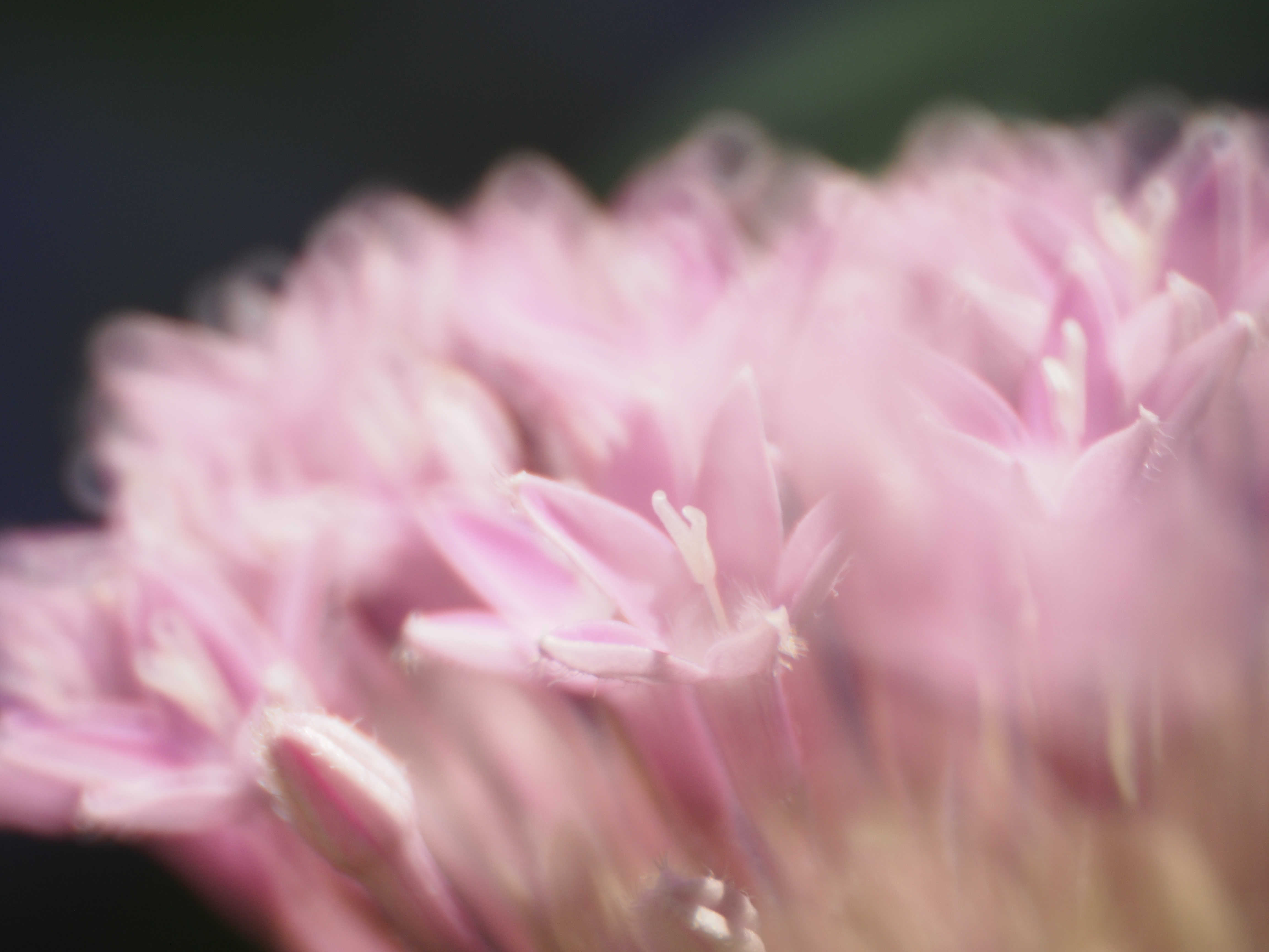 <b>E-M5 / Reflex 300mm F6.3 MF MACRO / 約6.4MB / 4,608×3,456 / 1/320秒 / F6.3 / +1.3EV / ISO400 / WB:オート / 300mm</b>