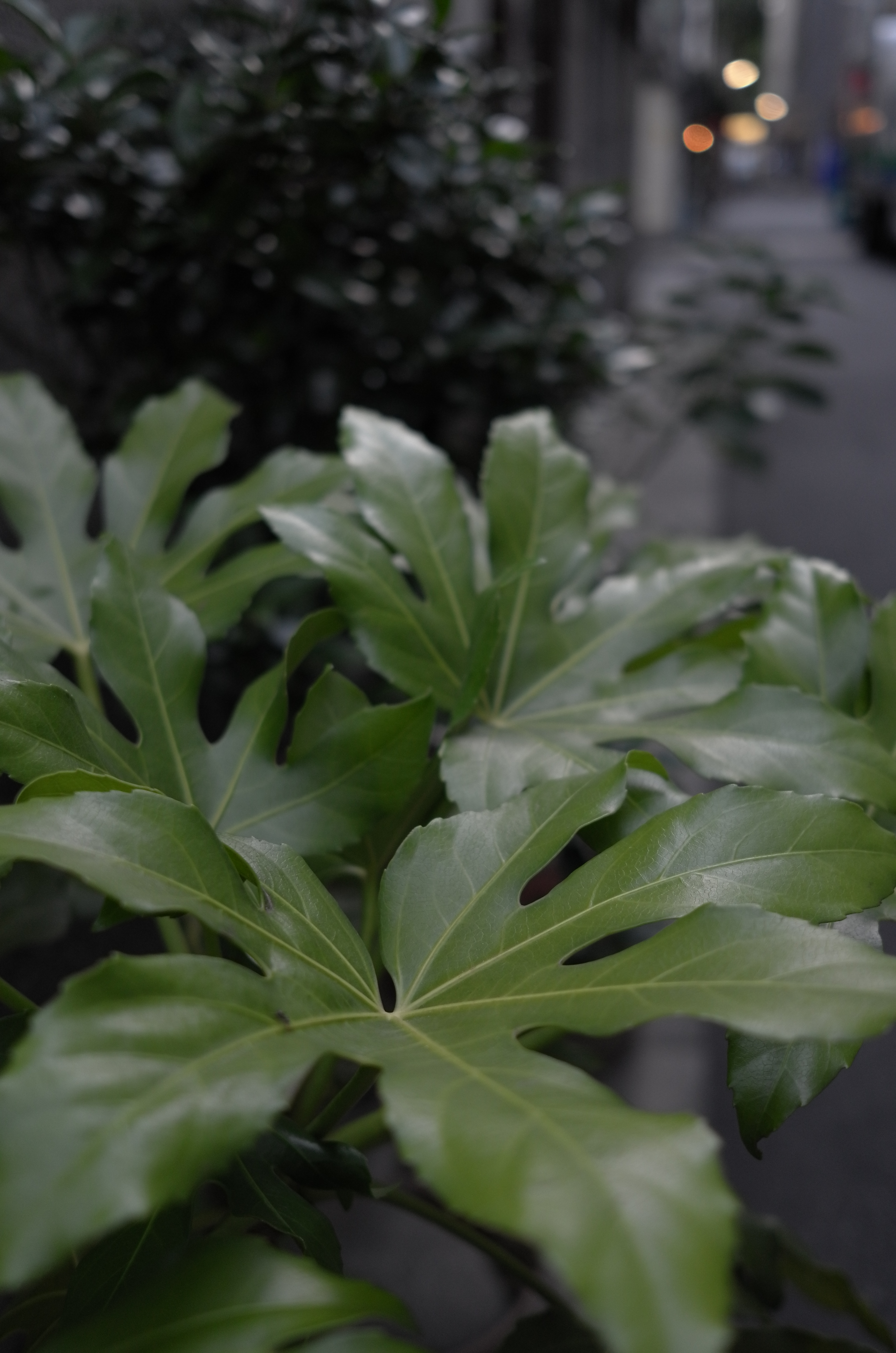 <b>X2 / 約5.8MB / 3,264×4,928 / 1/125秒 / F2.8 / -1.3EV / ISO400 / 絞り優先AE / WB：オート / 24mm</b>