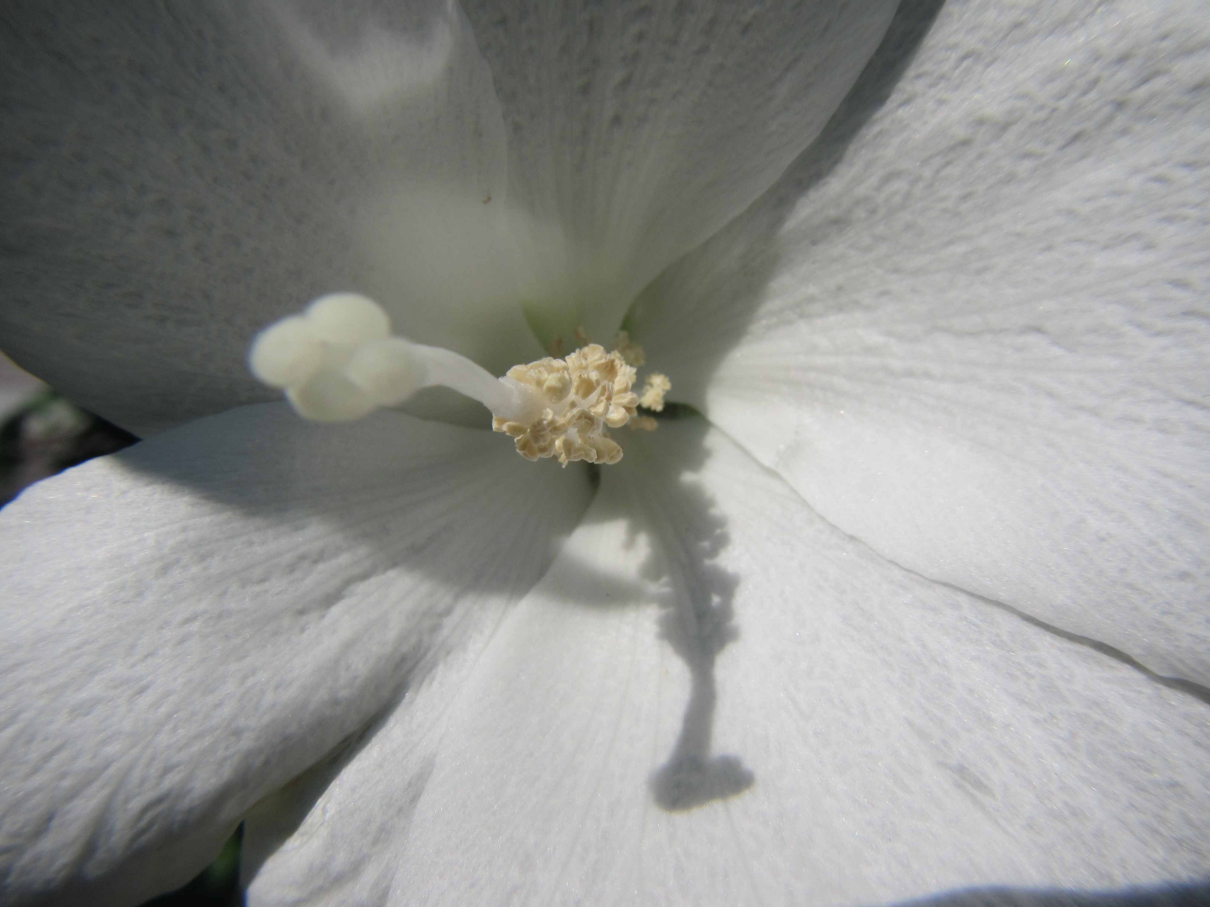 <b>PowerShot D20 / 約1.9MB / 4,000×3,000 / 1/400秒 / F8 / 0.0EV / ISO100 / WB:オート / 5mm</b>