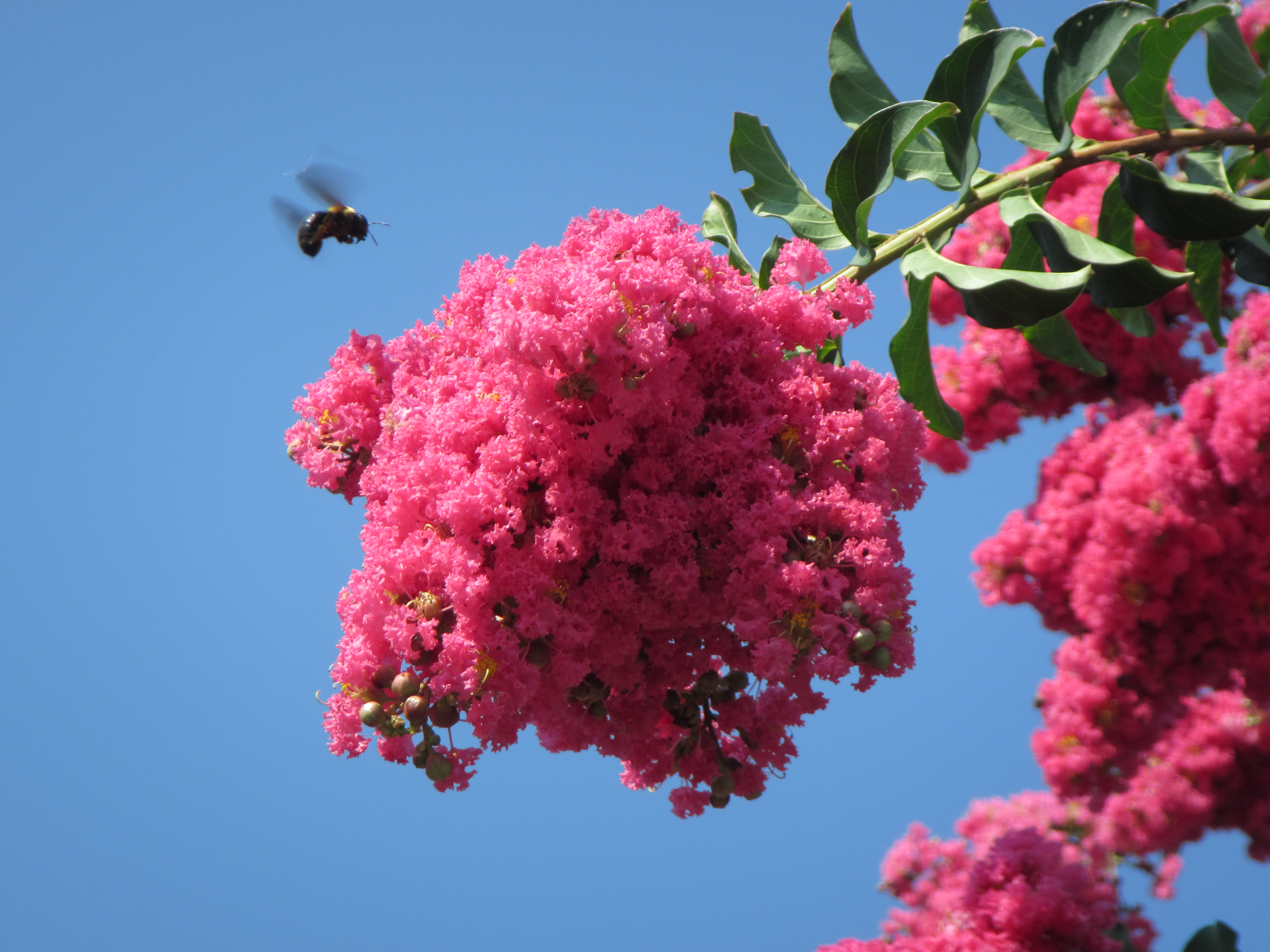 <b>PowerShot D20 / 約2.5MB / 4,000×3,000 / 1/320秒 / F4.8 / 0.0EV / ISO100 / WB:オート / 25mm</b>