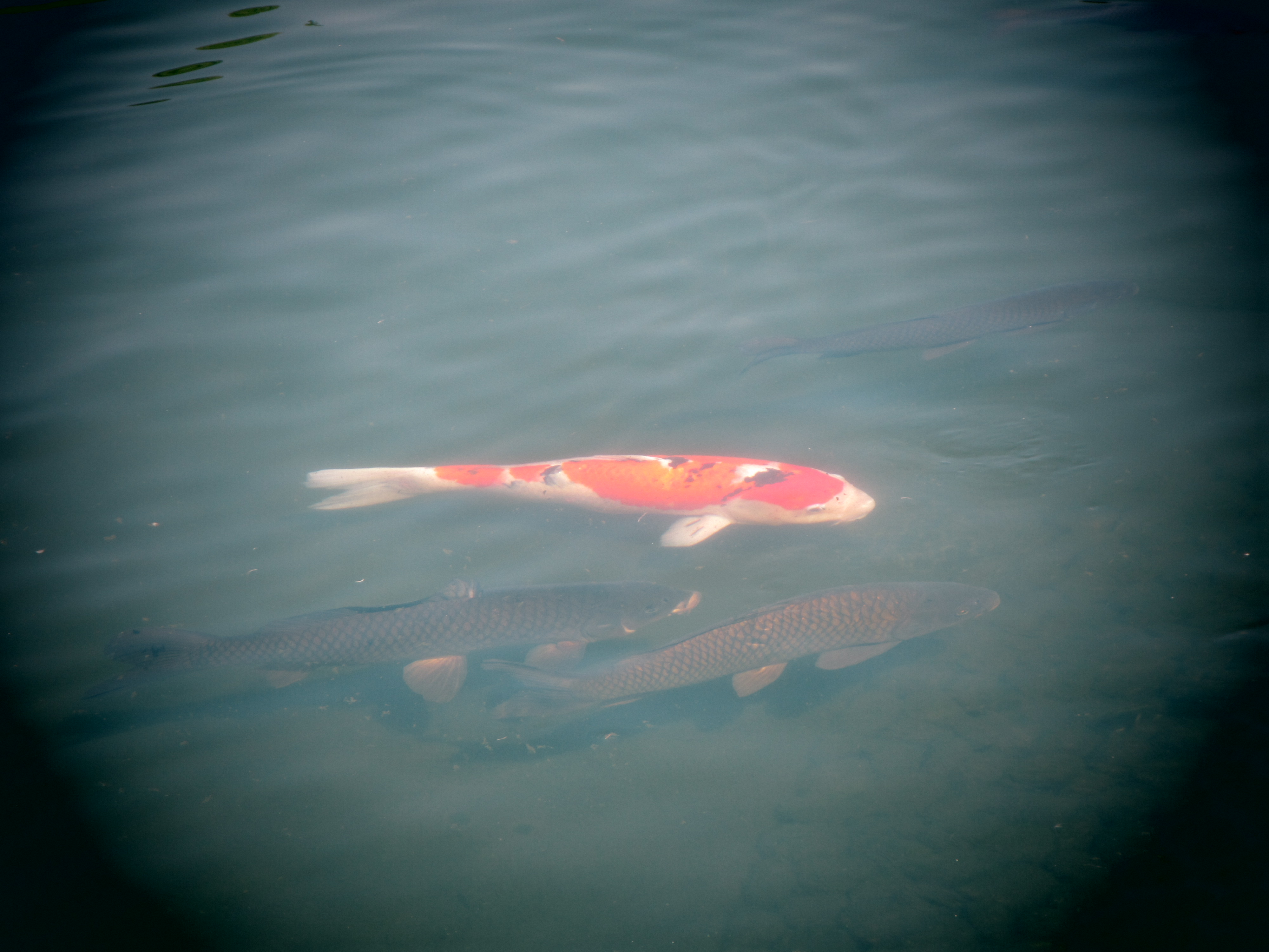 <b>PowerShot D20 / 約1.7MB / 4,000×3,000 / 1/200秒 / F5 / 0.0EV / ISO100 / WB:オート / 21.0mm</b>