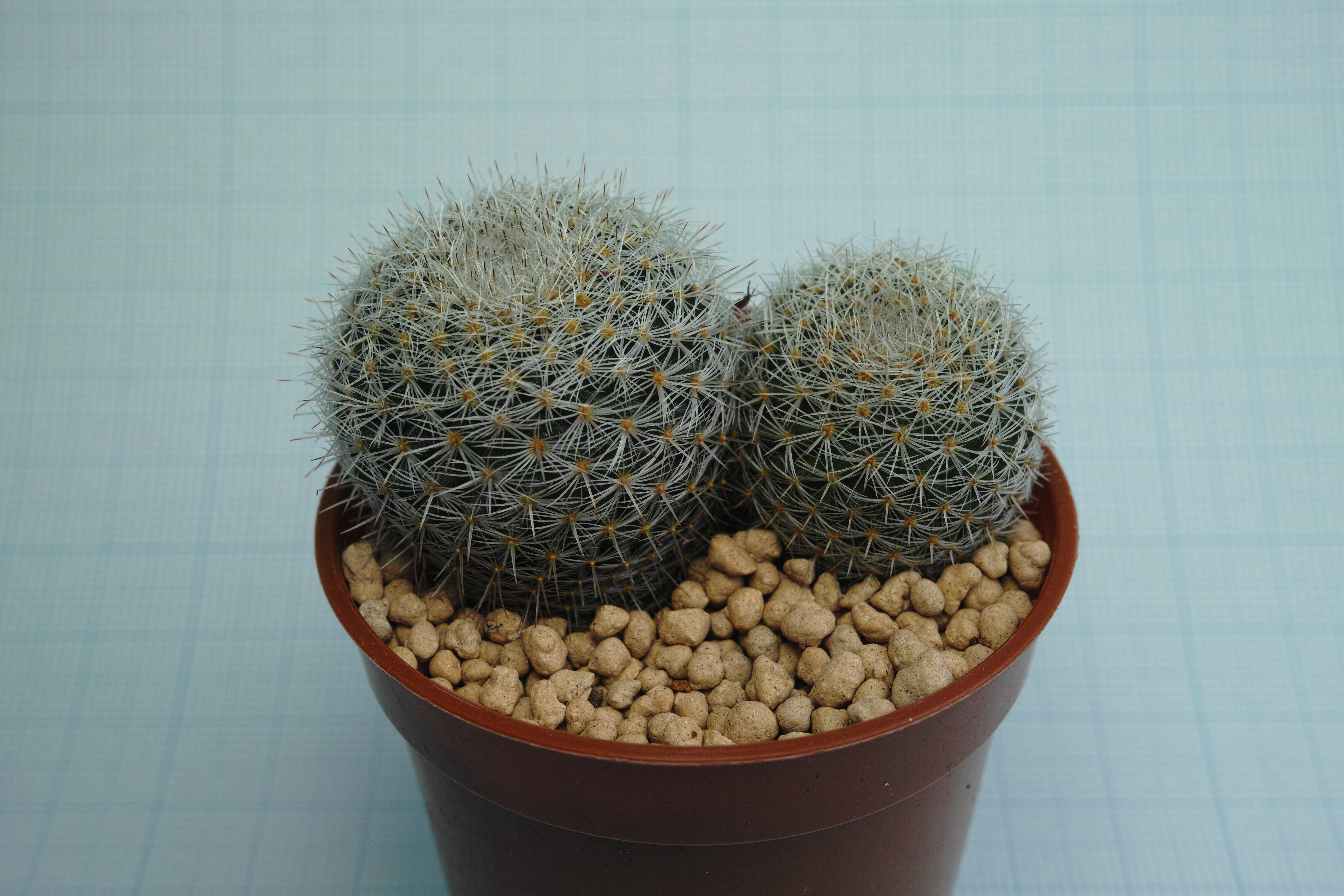 <b>クローズアップレンズ「AML-2」使用 / 撮影距離設定28cm / DP2 Merrill / 約6.9MB / 4,704×3,136 / 1/125秒 / F11 / 0EV / ISO200 / マニュアル露出 / WB：晴れ / 30mm</b>