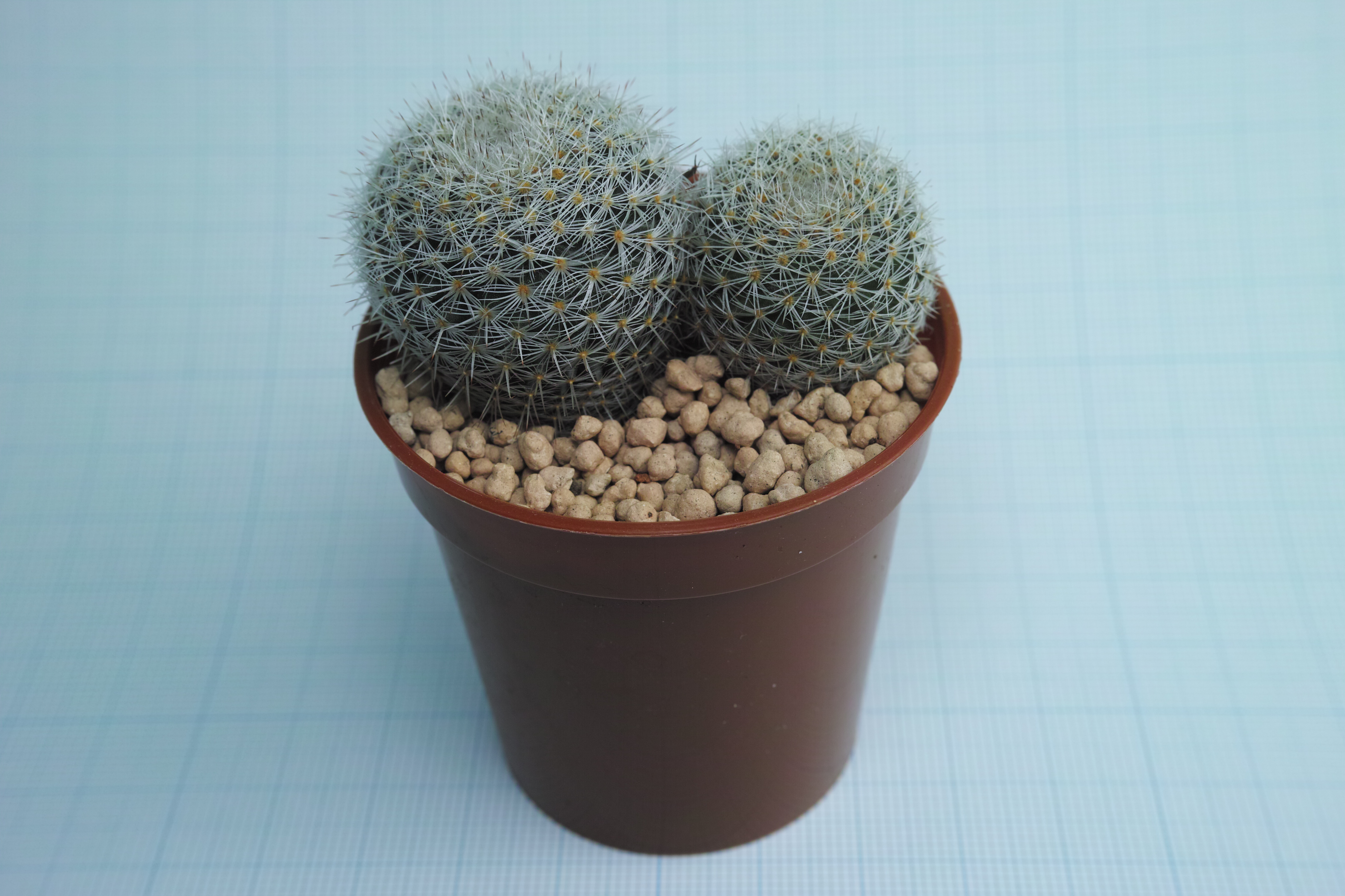 <b>クローズアップレンズ「IS/L LENS A-LIFE SIZE MACRO H.Q.CONVERTER f=13cm」使用 / 撮影距離設定∞ / DP2 Merrill / 約6.3MB / 4,704×3,136 / 1/125秒 / F11 / 0EV / ISO200 / マニュアル露出 / WB：晴れ / 30mm</b>