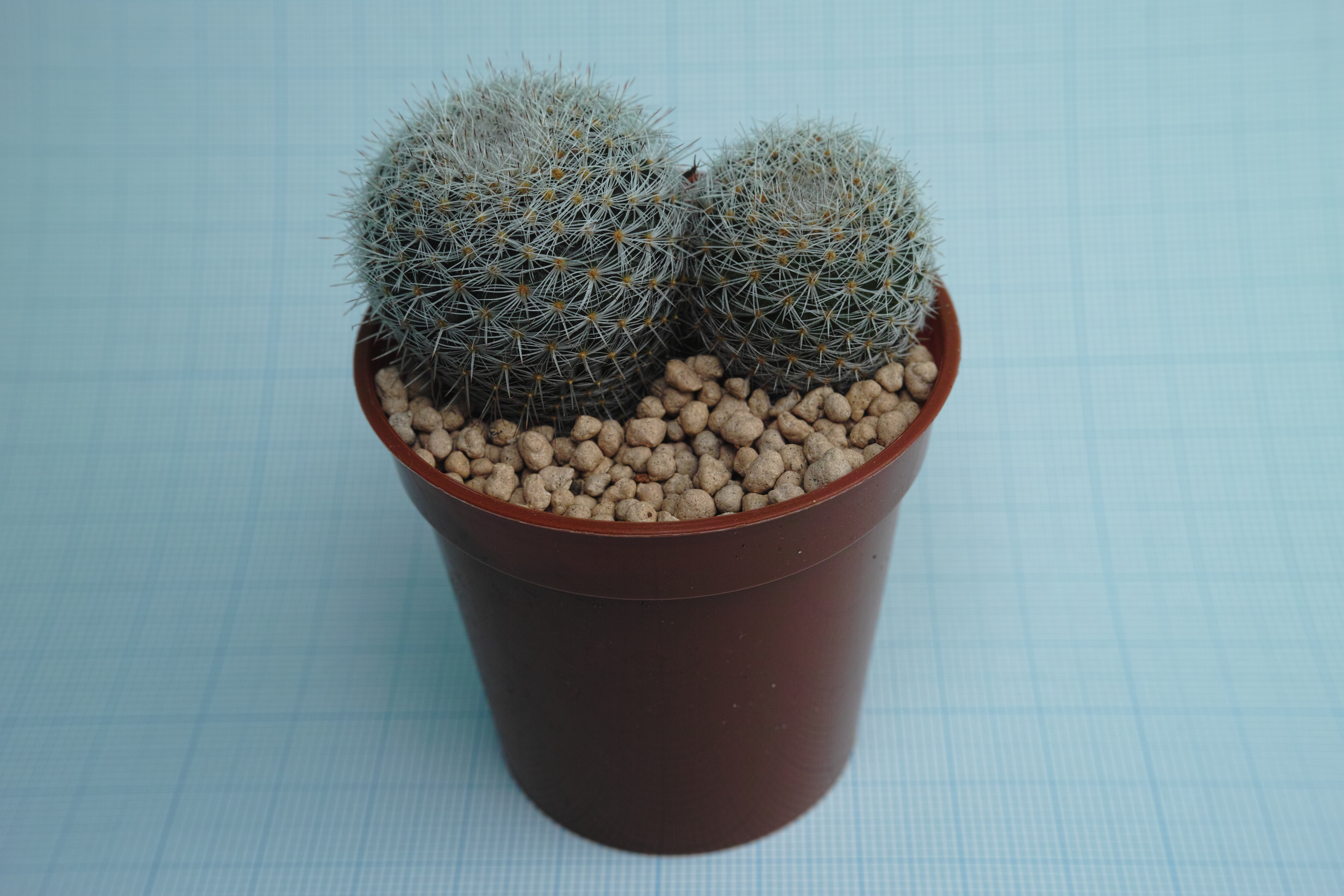 <b>クローズアップレンズ「IS/L LENS A-LIFE SIZE MACRO H.Q.CONVERTER f=13cm」使用 / 撮影距離設定∞ / DP2 Merrill / 約6.3MB / 4,704×3,136 / 1/125秒 / F11 / 0EV / ISO200 / マニュアル露出 / WB：晴れ / 30mm</b>