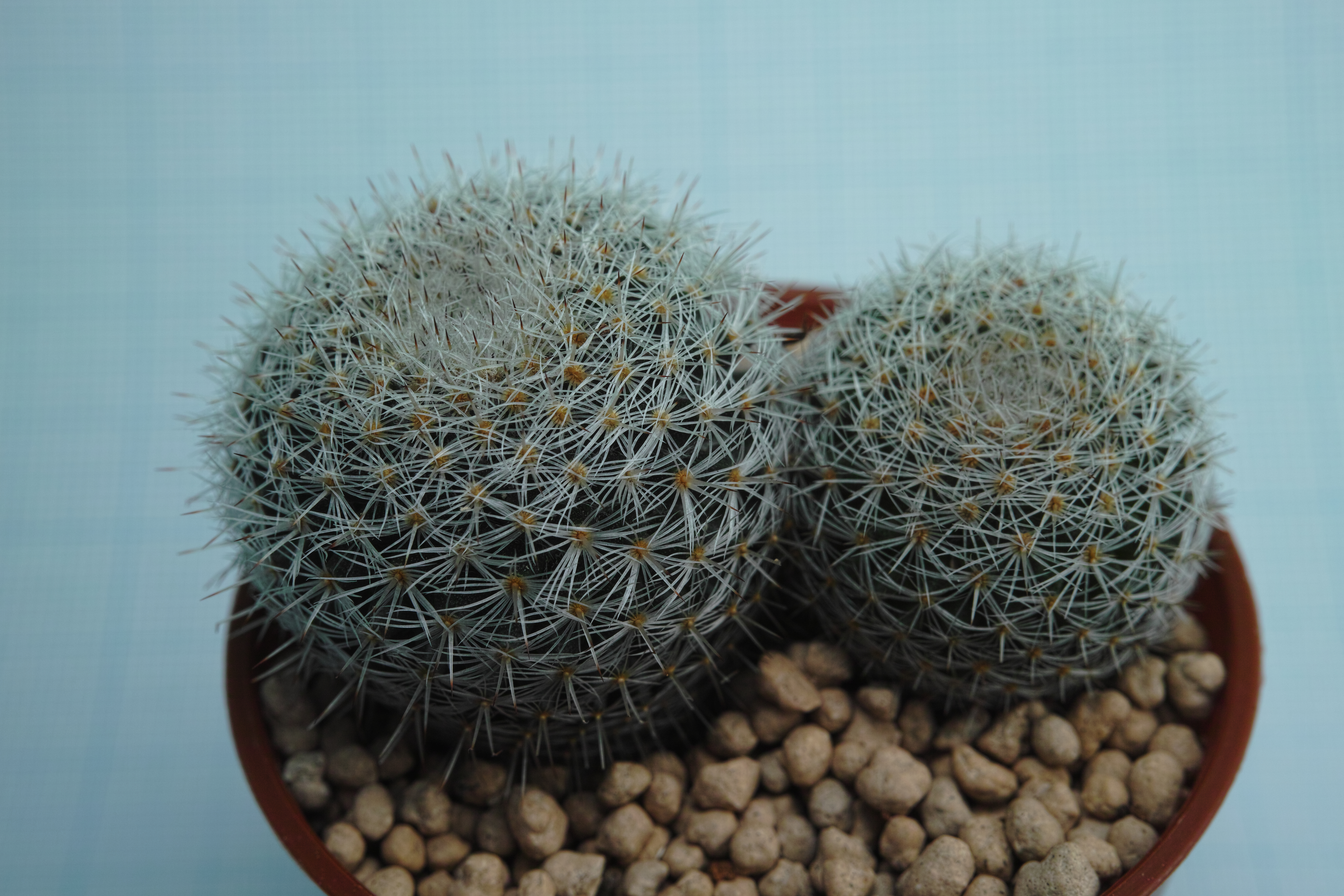 <b>クローズアップレンズ「IS/L LENS A-LIFE SIZE MACRO H.Q.CONVERTER f=13cm」使用 / 撮影距離設定28cm / DP2 Merrill / 約7.3MB / 4,704×3,136 / 1/125秒 / F11 / 0EV / ISO200 / マニュアル露出 / WB：晴れ / 30mm</b>