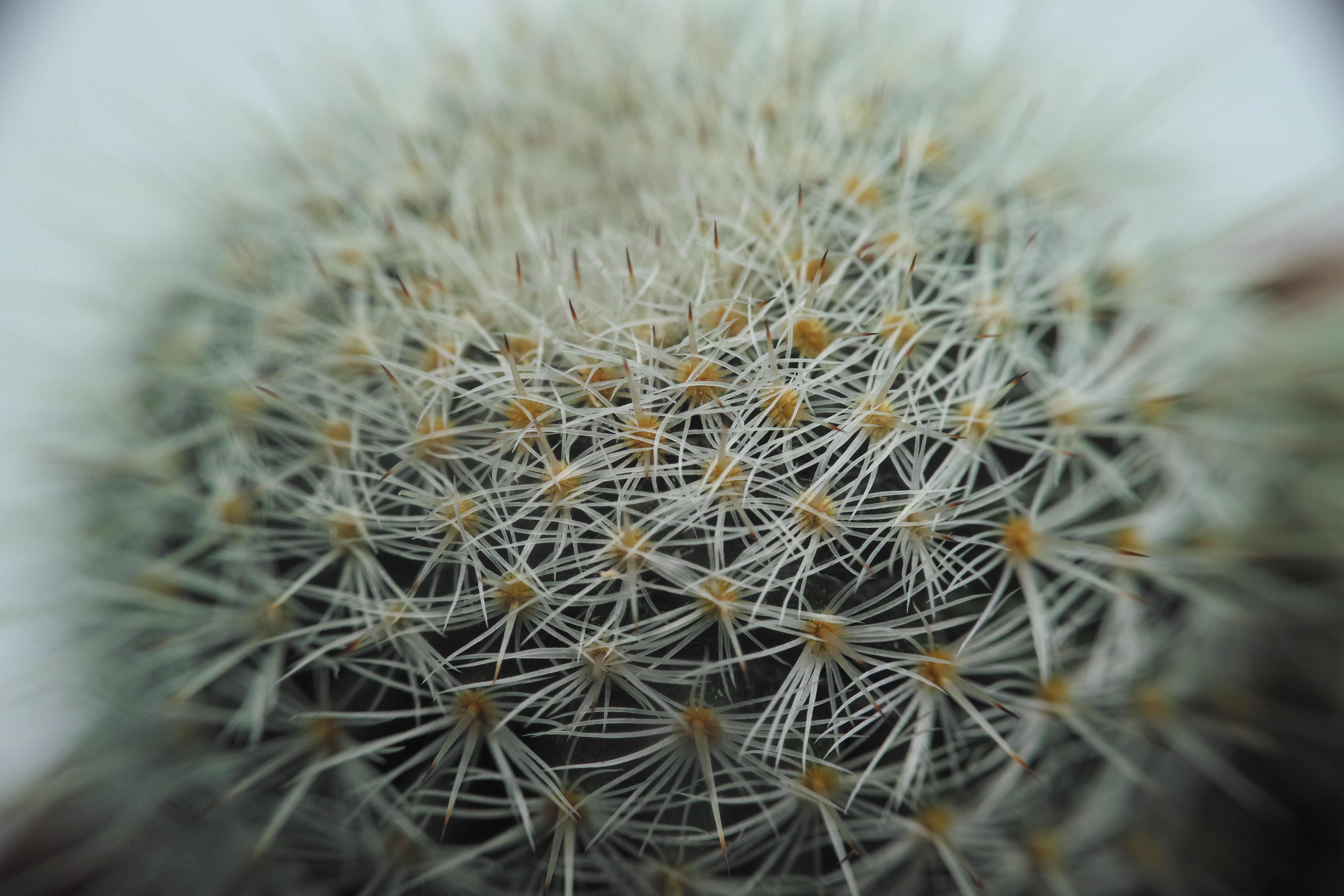 <b>クローズアップレンズ「MSN-202スーパーマクロレンズ」使用 / 撮影距離設定∞ / DP2 Merrill / 約7MB / 4,704×3,136 / 1/125秒 / F11 / 0EV / ISO200 / マニュアル露出 / WB：晴れ / 30mm</b>