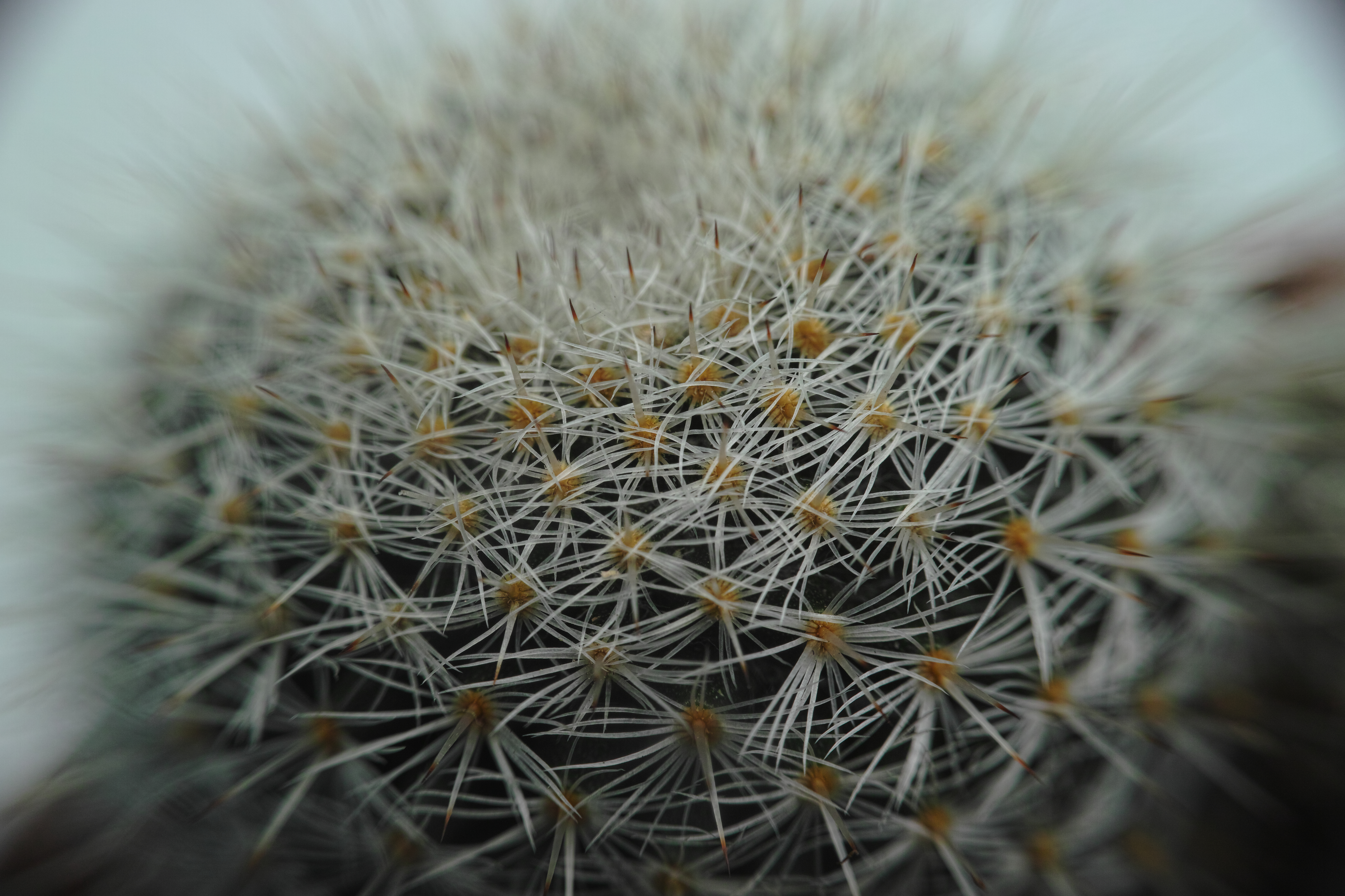 <b>クローズアップレンズ「MSN-202スーパーマクロレンズ」使用 / 撮影距離設定∞ / DP2 Merrill / 約7MB / 4,704×3,136 / 1/125秒 / F11 / 0EV / ISO200 / マニュアル露出 / WB：晴れ / 30mm</b>