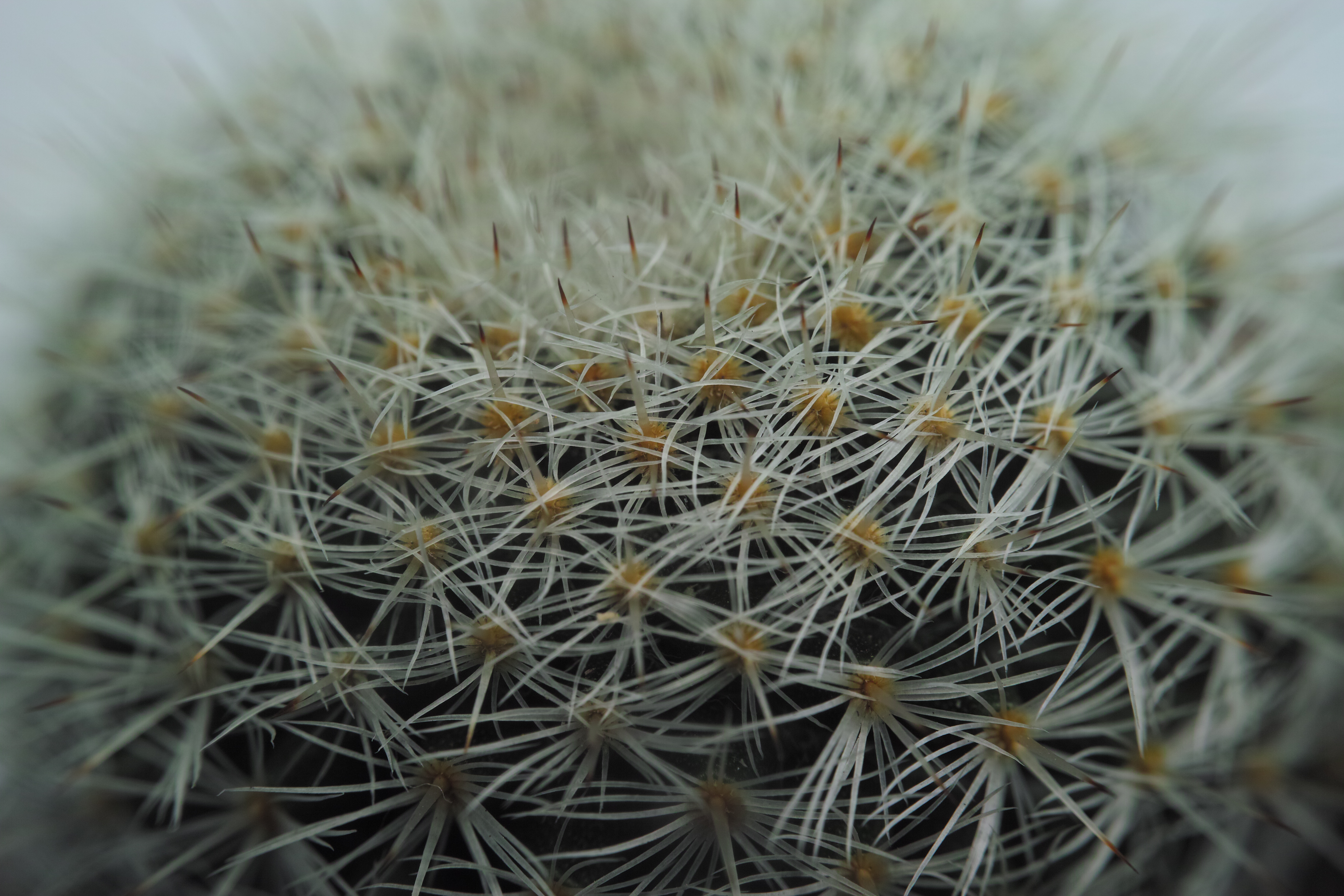 <b>クローズアップレンズ「MSN-202スーパーマクロレンズ」使用 / 撮影距離設定28cm / DP2 Merrill / 約7.5MB / 4,704×3,136 / 1/125秒 / F11 / 0EV / ISO200 / マニュアル露出 / WB：晴れ / 30mm</b>