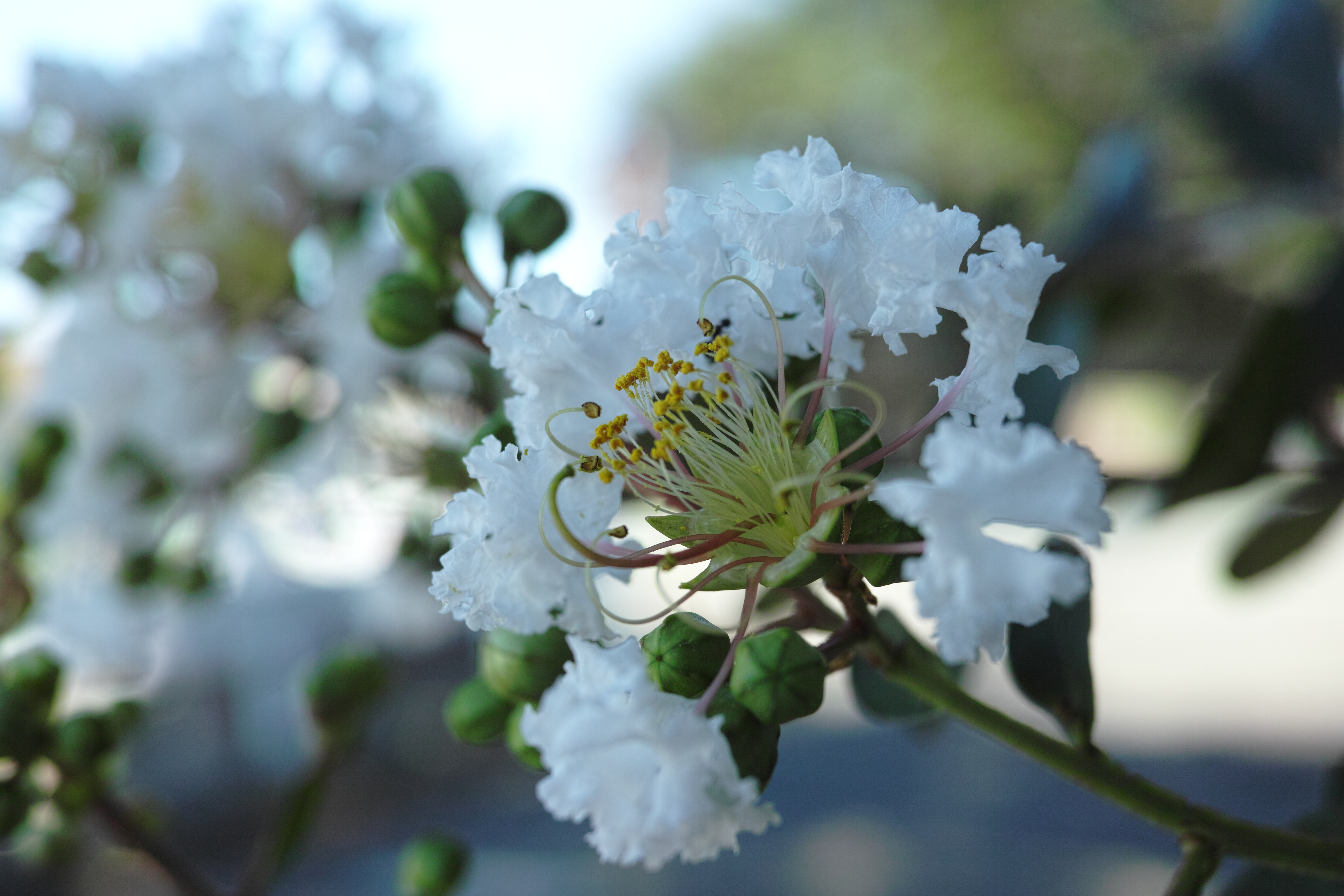 <b>縮緬のような花びらがユニークな、サルスベリの花。純正クローズアップレンズAML-2を装着し、ピントはAF、露出はプログラムモードのお気軽撮影だ。しかしストロボをしない撮影なので、風による被写体ブレに気を遣ってしまった。クローズアップレンズ「AML-2」使用 / DP2 Merrill / 約8.4MB / 4,704×3,136 / 1/200秒 / F5 / +0.7EV / ISO200 / プログラム / WB：オート / 30mm</b>