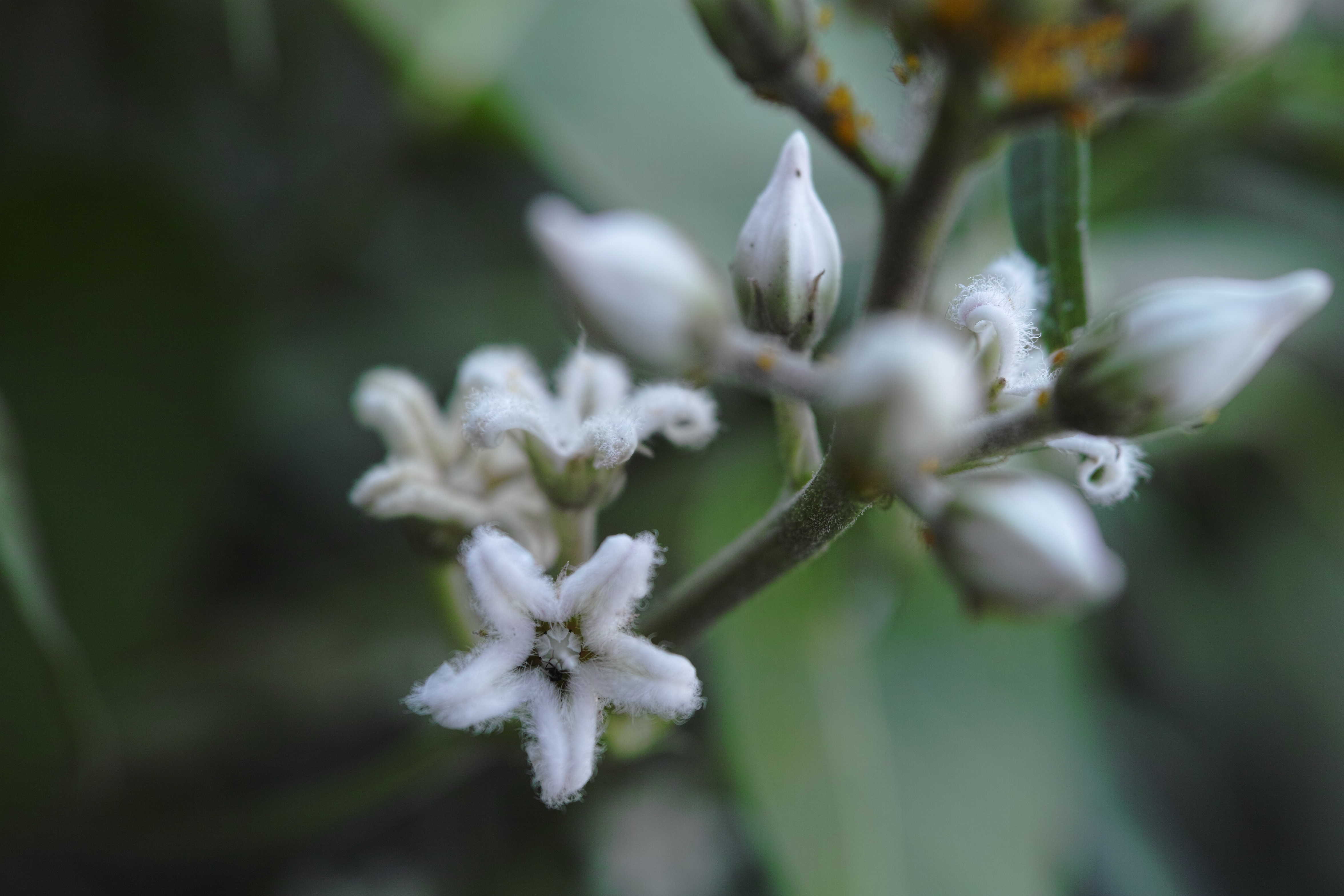 <b>毛むくじゃらの変わった花を咲かせるガガイモの花。小さい花なので純正より倍率の高いクローズアップレンズを使用。植物の場合はストロボ無しの自然光で、絞りを開け気味に撮ると雰囲気が出る。クローズアップレンズ「IS/L LENS A-LIFE SIZE MACRO H.Q.CONVERTER f=13cm」使用 / DP2 Merrill / 約8.8MB / 4,704×3,136 / 1/125秒 / F4 / 0EV / ISO200 / プログラム / WB：オート / 30mm</b>