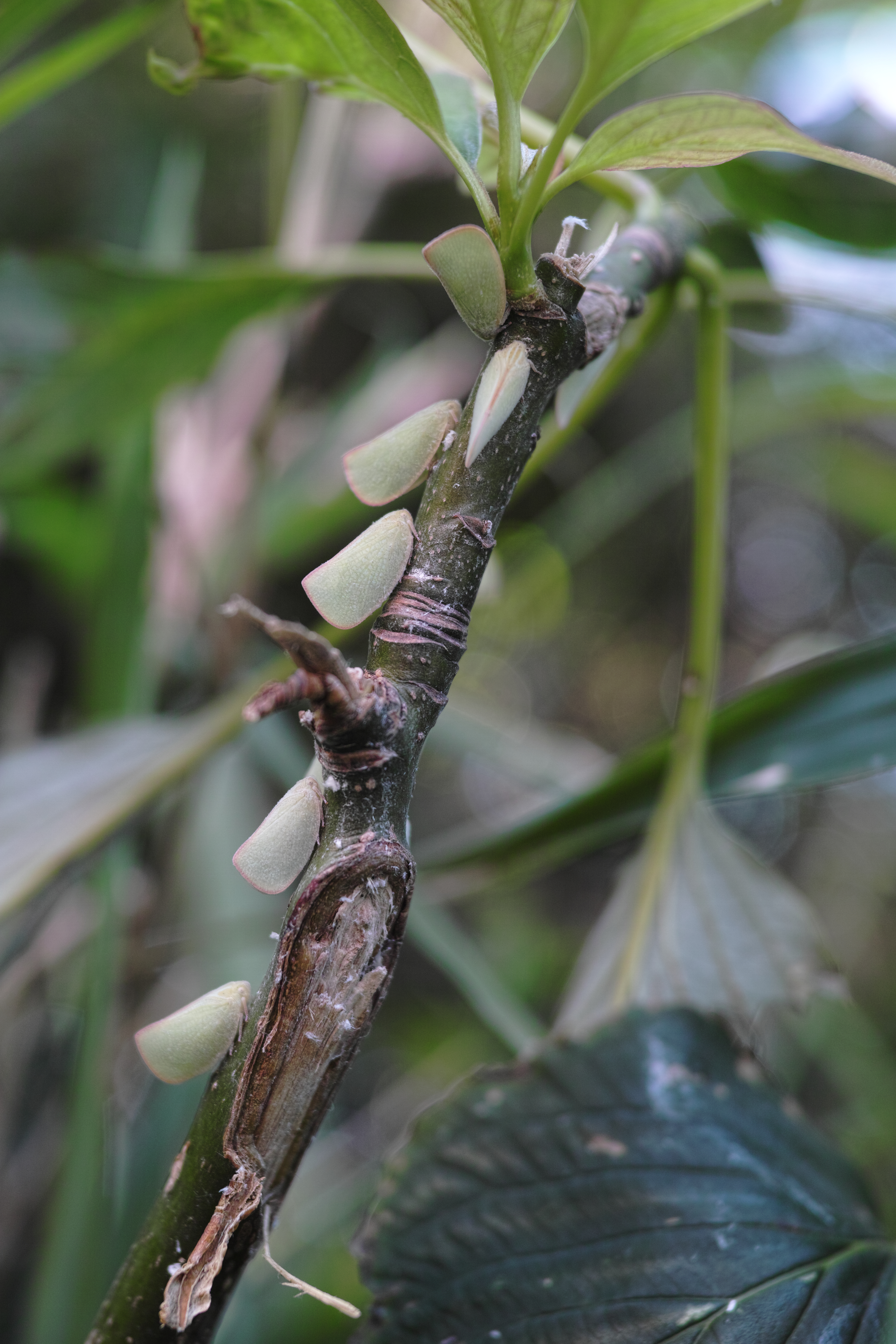 <b>木の芽のように見えるが、実はアオバハゴロモという昆虫で、集合することで擬態効果を高めている。その様子を捉えるため、倍率が低めの純正クローズアップレンズを装着し撮影した。クローズアップレンズ「AML-2」使用 / JPEG / カラーモード：スタンダード / DP2 Merrill / 約9.6MB / 3136x4704 / 1/80秒 / F3.5 / -0.3EV / ISO200 / プログラム / WB：オート / 30mm</b>
