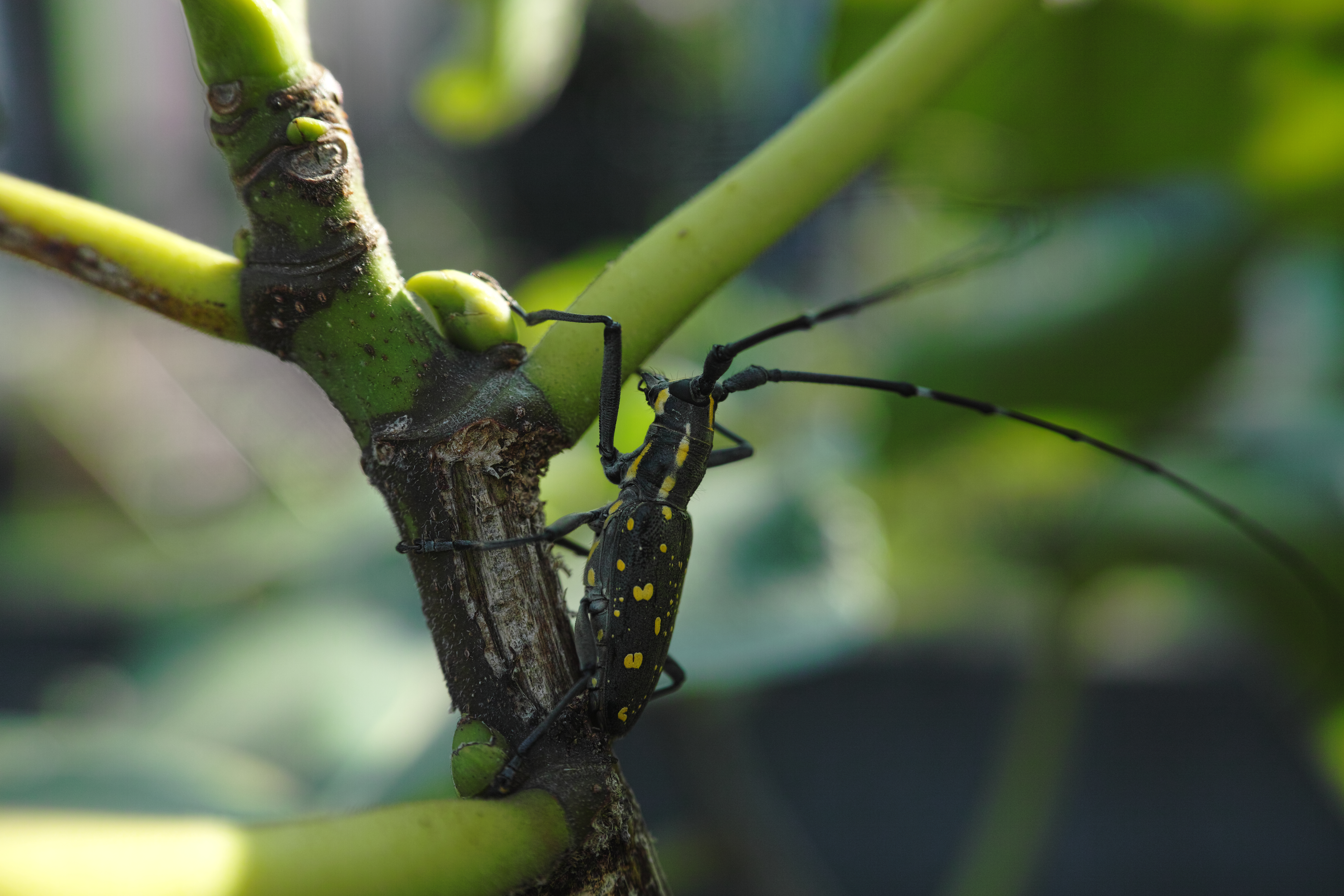 <b>イチジクの木で見付けたキボシカミキリで、その名の通り黄色の斑文と長い触角が特徴。背景がうるさい条件だったので、絞りを開け気味にし自然光で撮っている。クローズアップレンズ「IS/L LENS A-LIFE SIZE MACRO H.Q.CONVERTER f=13cm」使用 / DP2 Merrill / 約9.9MB / 4,704×3,136 / 1/640秒 / F4 / 0EV / ISO200 / マニュアル露出 / WB：オート / 30mm</b>