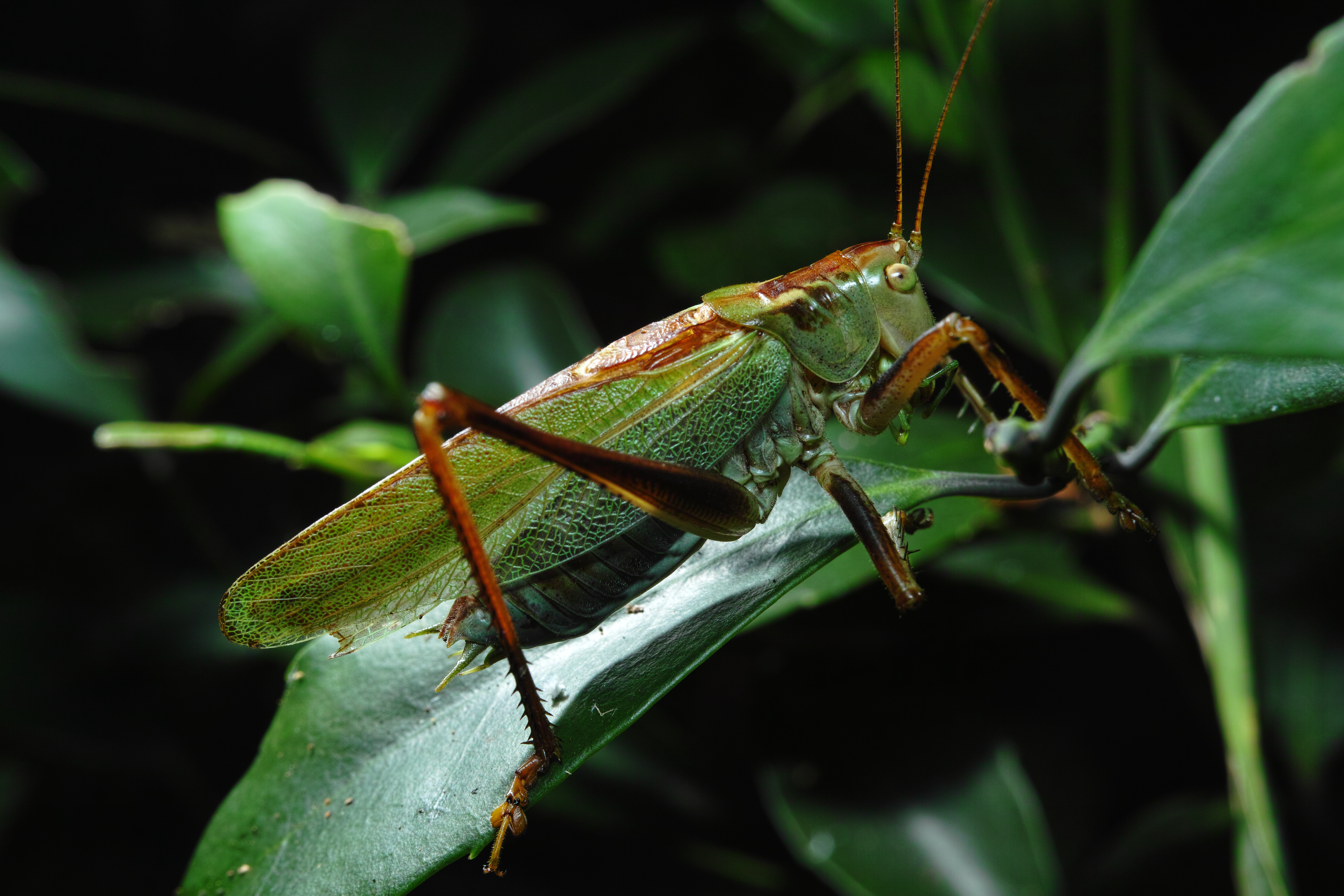 <b>キリギリスの一種のヤブキリ。雑食性だが前足は他の昆虫を捕らえるためのトゲが発達して、怪獣のような迫力がある。クローズアップレンズ「IS/L LENS A-LIFE SIZE MACRO H.Q.CONVERTER f=13cm」使用 / DP2 Merrill / 約9.9MB / 4,704×3,136 / 1/125秒 / F11 / 0EV / ISO200 / マニュアル露出 / WB：晴れ / 30mm</b>