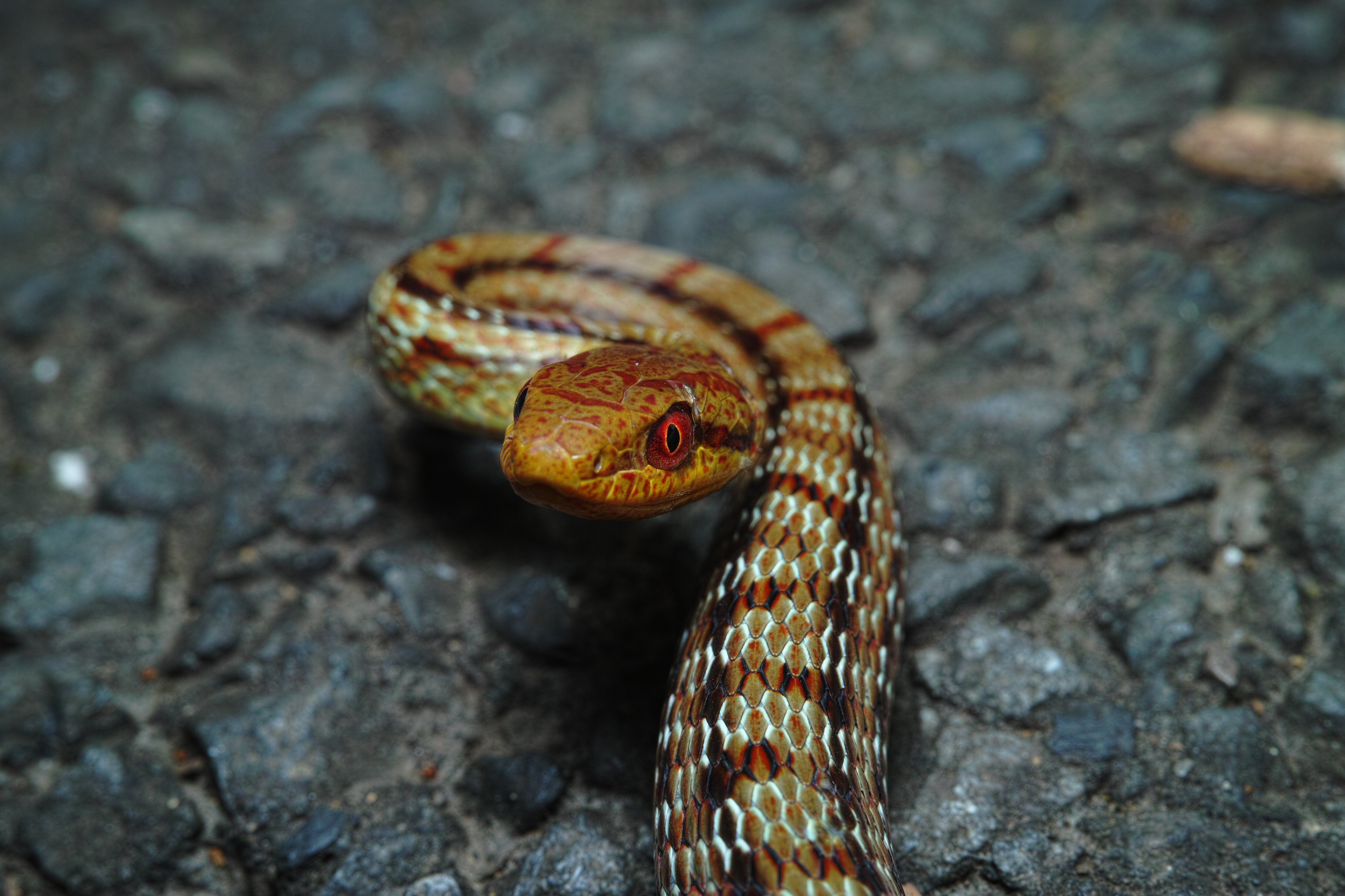 <b>長さ30cmほどのシマヘビの子供。こちらを威嚇し首を持ち上げているが、無毒のヘビだ。実は体を靴で軽く押さえながら撮影しており、その後は逃がしてあげた。クローズアップレンズ「IS/L LENS A-LIFE SIZE MACRO H.Q.CONVERTER f=13cm」使用 / DP2 Merrill / 約8.5MB / 4,704×3,136 / 1/125秒 / F11 / 0EV / ISO100 / マニュアル露出 / WB：晴れ / 30mm</b>