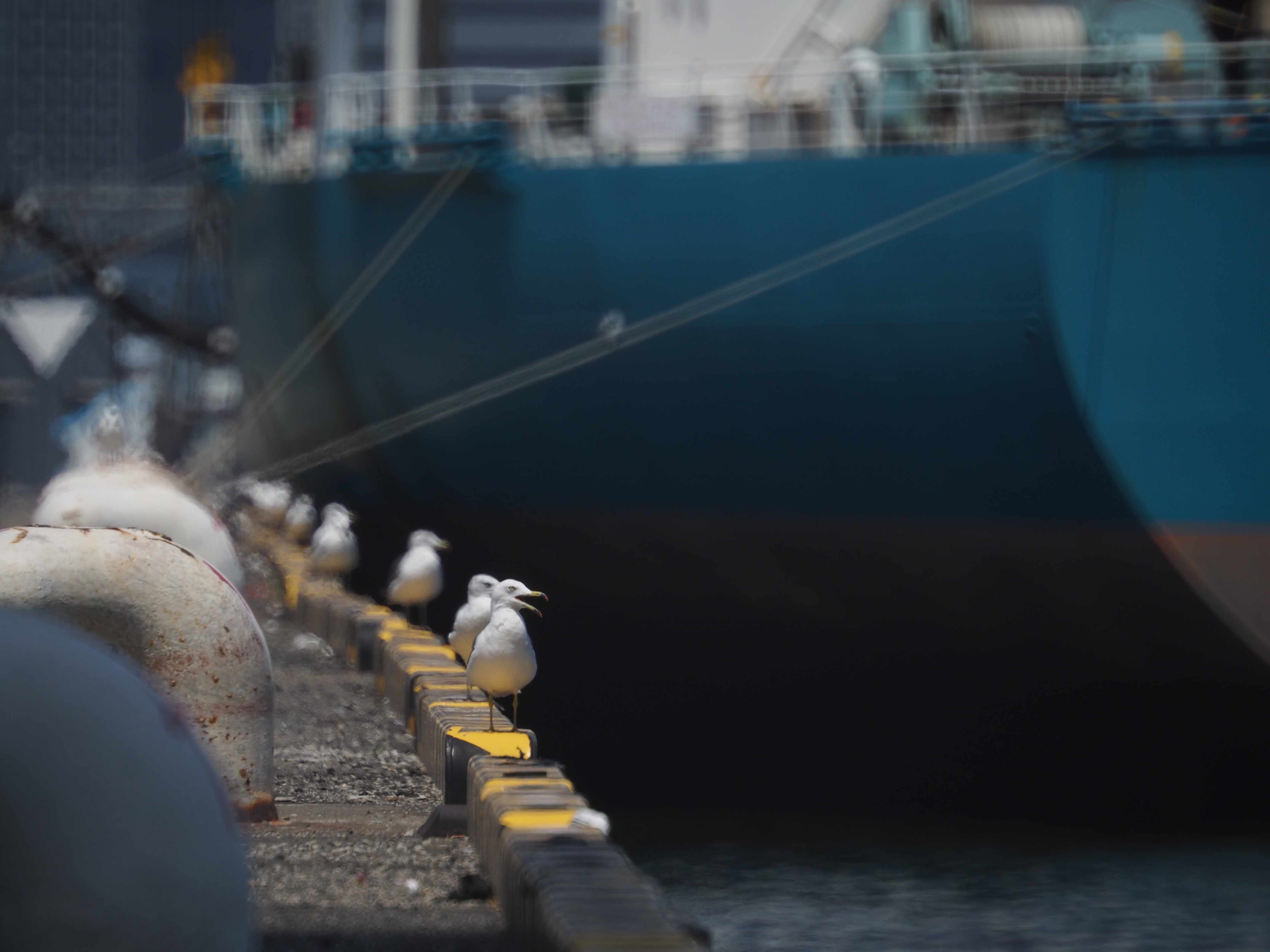 <b>ミラーレンズのボケといえばリングボケだが、二線ボケも特徴のひとつ。上手く表現に活かすようにしたい。E-M5 / Reflex 300mm F6.3 MF MACRO / 約6.1MB / 4,608×3,456 / 1/800秒 / F6.3 / -2.0EV / ISO200 / WB:オート</b>