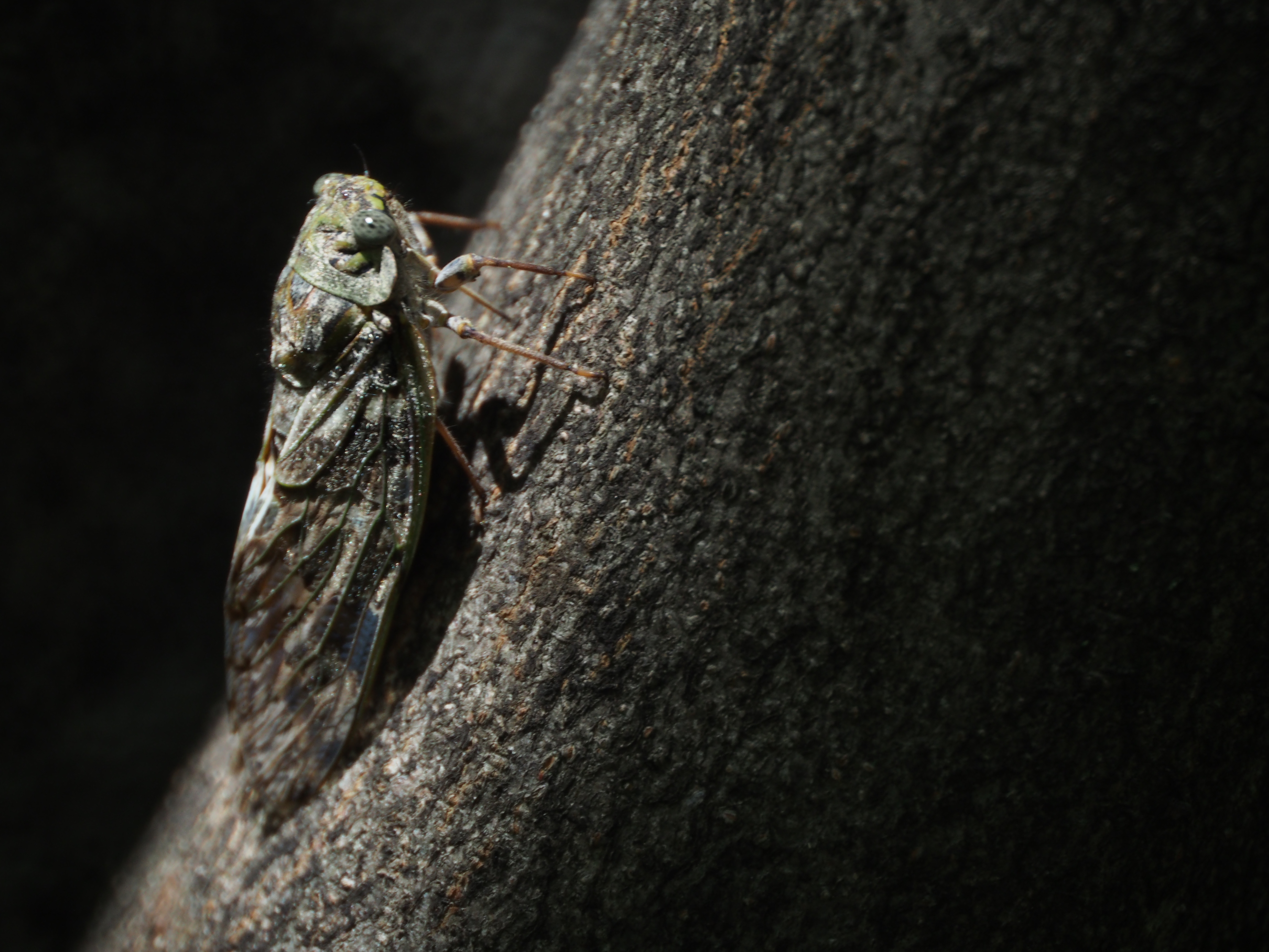 <b>木漏れ日が樹液を吸うセミを照らす。鳴くときはじっとしているセミはミラーレンズの格好の被写体。E-M5 / Reflex 300mm F6.3 MF MACRO / 約6.1MB / 4,608×3,456 / 1/250秒 / F6.3 / -2.0EV / ISO400 / WB:オート</b>