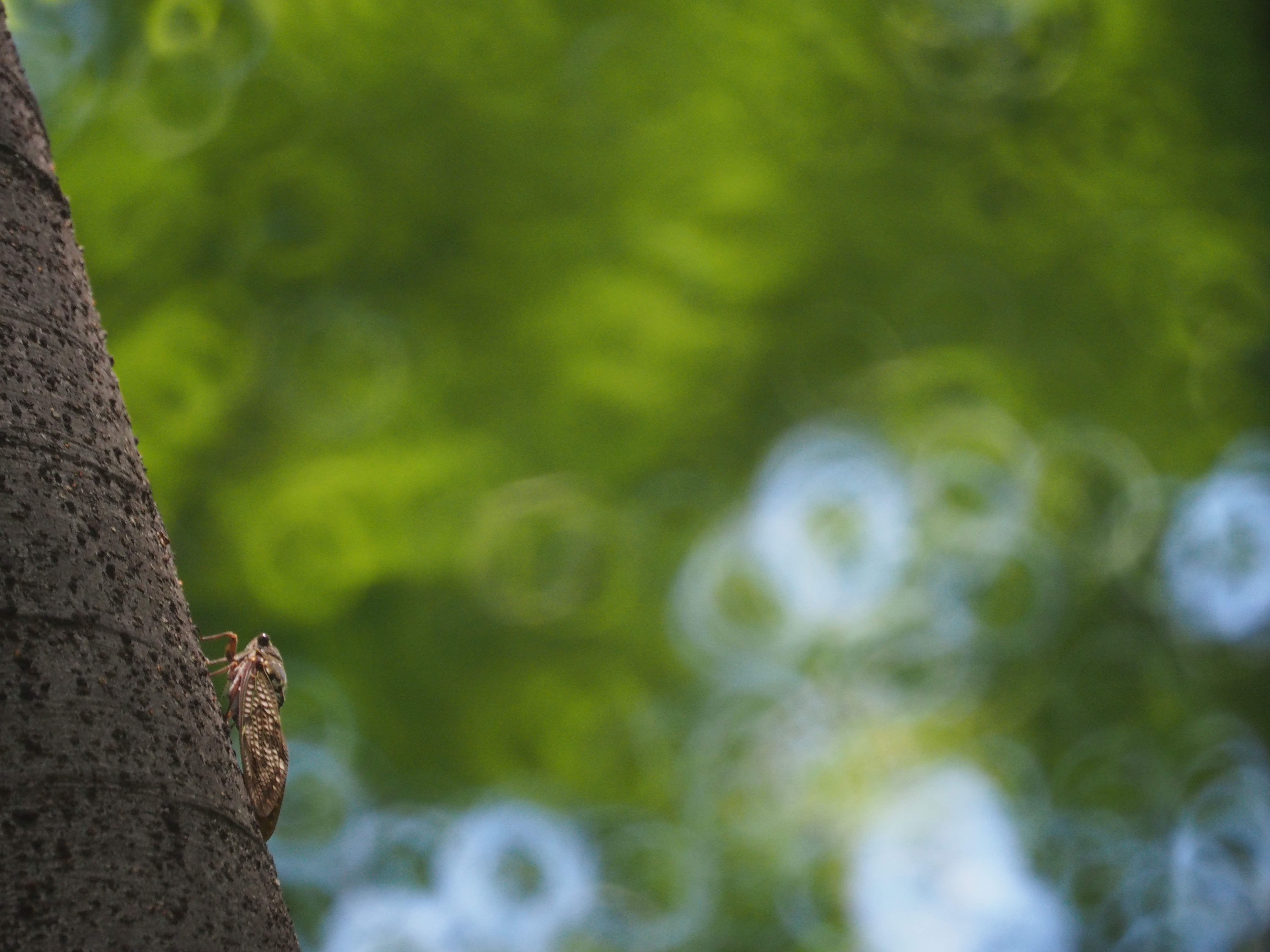 <b>こちらの作例では、背景にリングボケが盛大に現れている。ISOオートで撮ると被写体ブレも三脚ブレも気にせずに撮影が楽しめる。E-M5 / Reflex 300mm F6.3 MF MACRO / 約8.0MB / 4,608×3,456 / 1/250秒 / F6.3 / -0.3EV / ISO1600 / WB:オート</b>