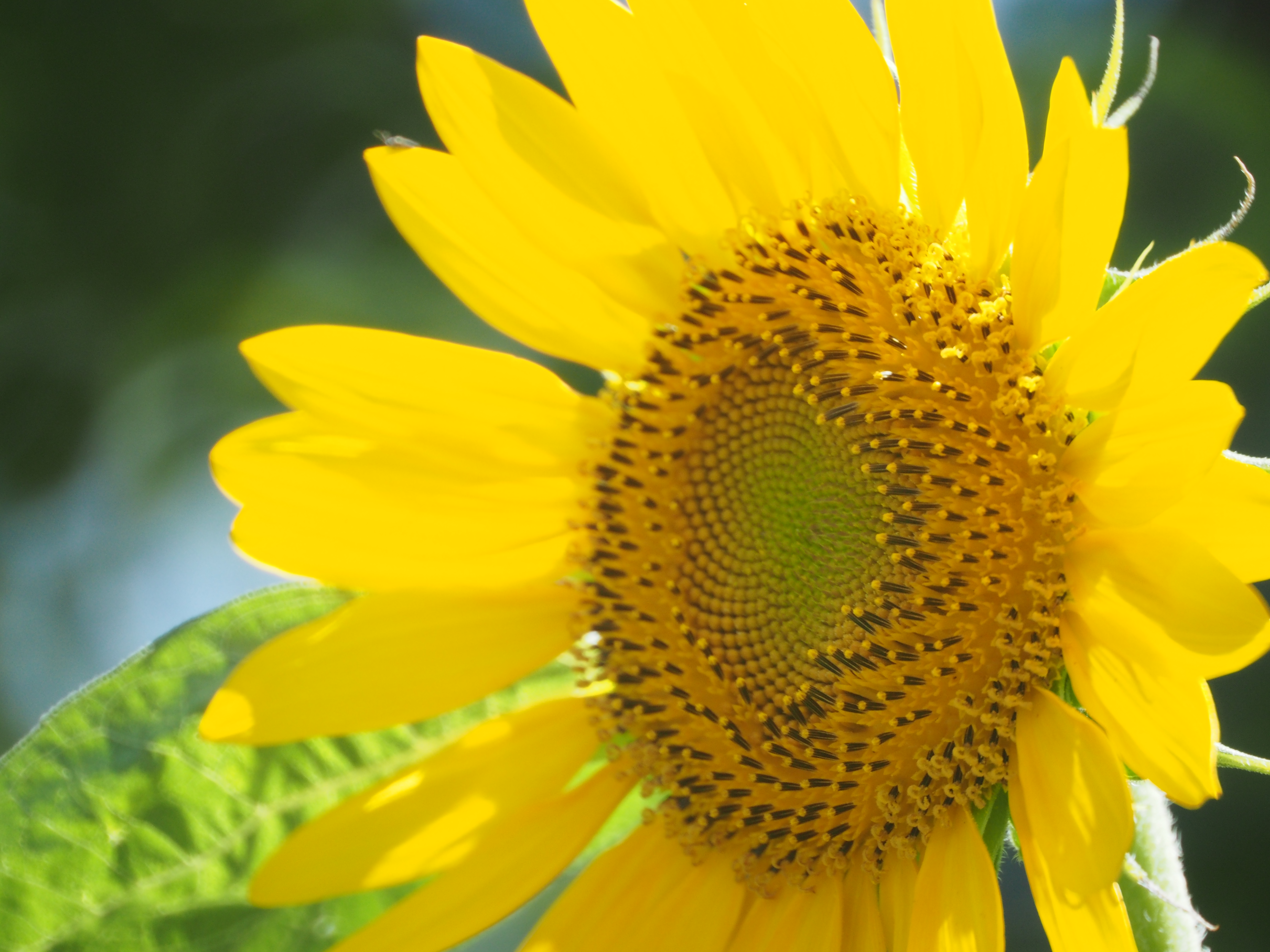 <b>リングボケの発生が少ない背景を選び撮影してみた。この条件だと二線ボケもさほど気にならないレベルである。E-M5 / Reflex 300mm F6.3 MF MACRO / 約7.0MB / 4,608×3,456 / 1/250秒 / F6.3 / +1.0EV / ISO640 / WB:オート</b>