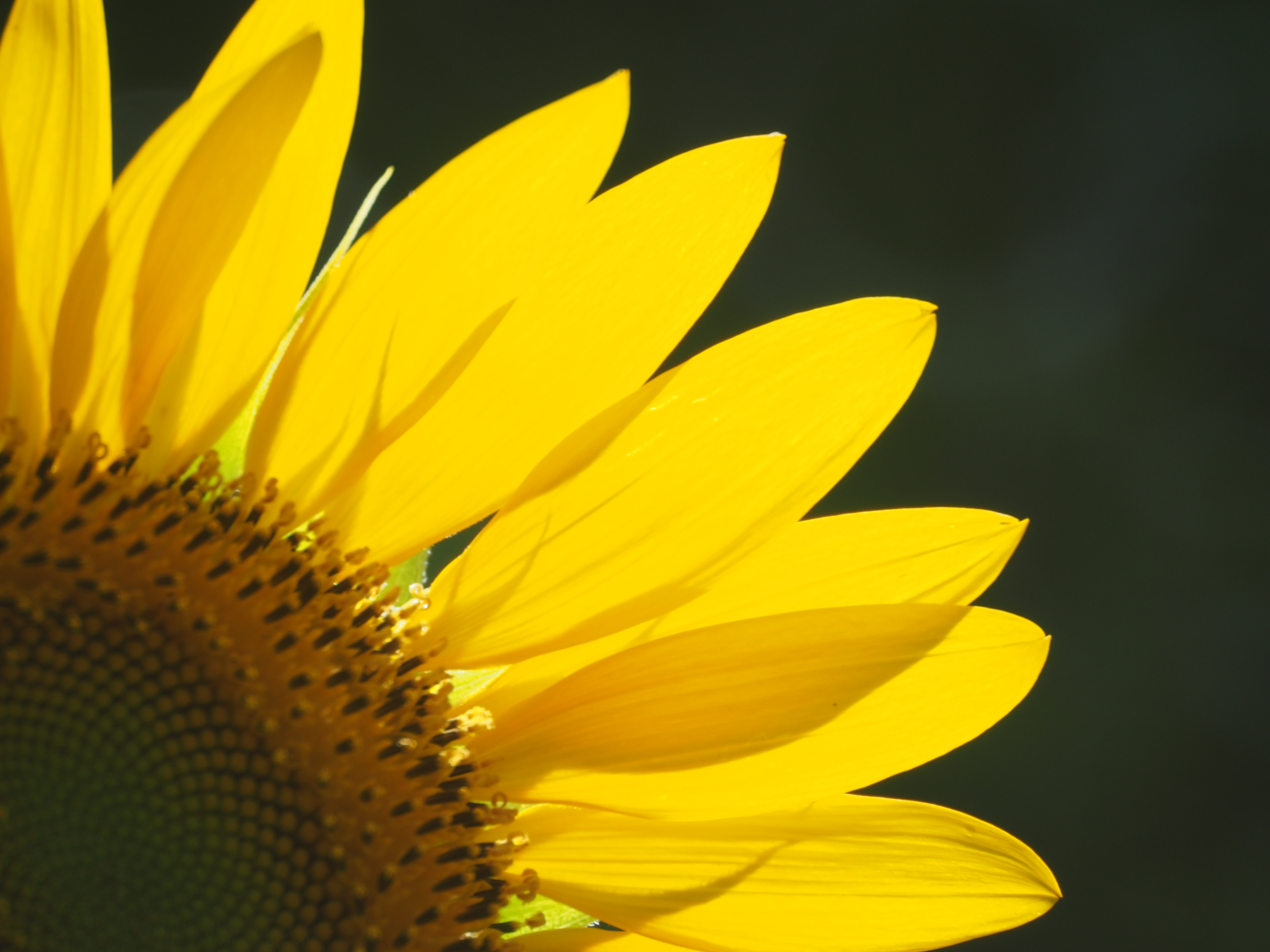 <b>色のにじみなどなくエッジの効いたシャープな描写である。こちらも背景を選び、リングボケを抑えている。E-M5 / Reflex 300mm F6.3 MF MACRO / 約5.9MB / 4,608×3,456 / 1/320秒 / F6.3 / +1.7EV / ISO250 / WB:オート</b>