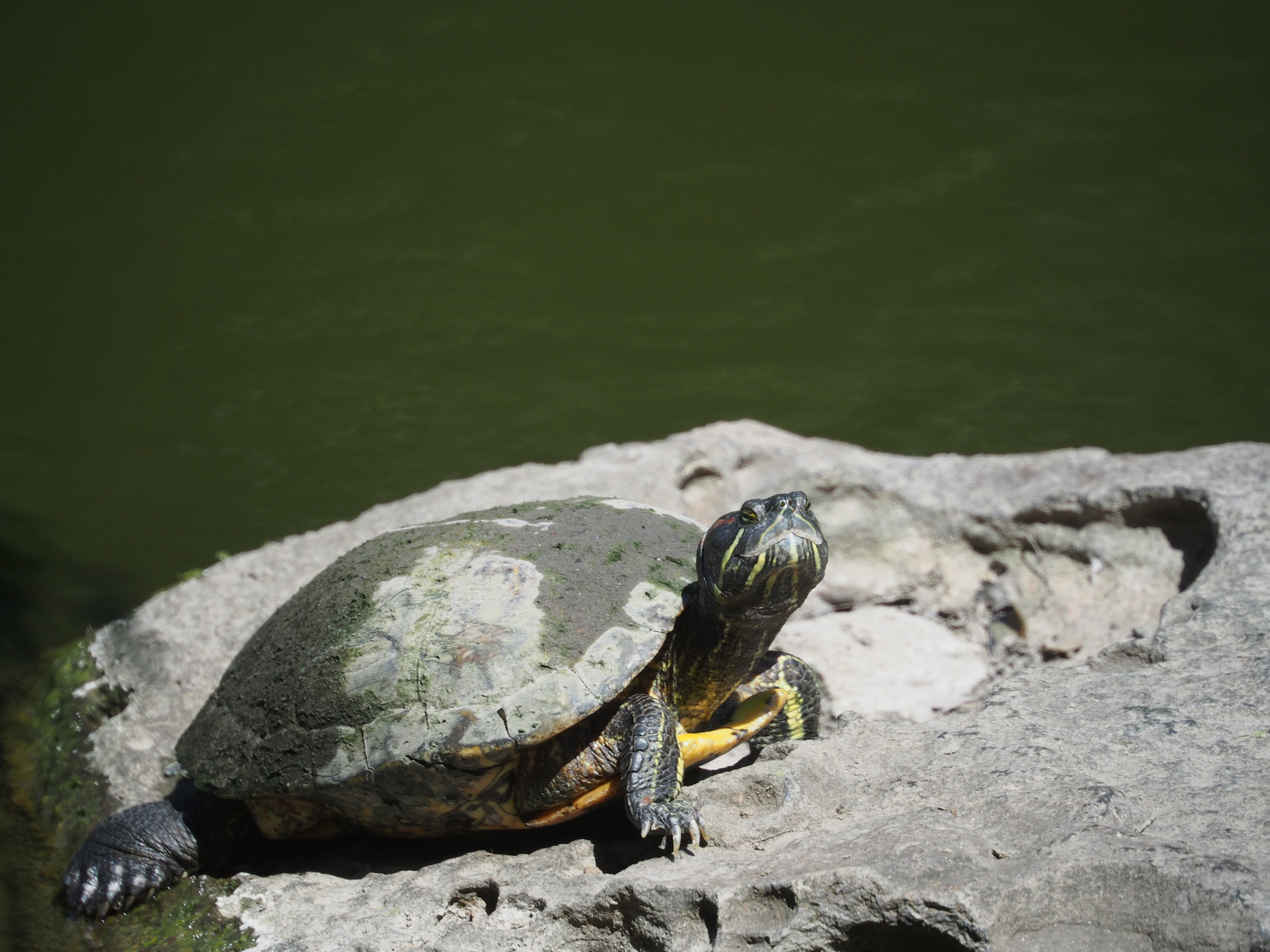 <b>コントラスト、シャープネスとも高い描写だ。これまでのミラーレンズの常識を大きく覆すものといってよい。E-M5 / Reflex 300mm F6.3 MF MACRO / 約7.7MB / 4,608×3,456 / 1/250秒 / F6.3 / -0.3EV / ISO250 / WB:オート</b>