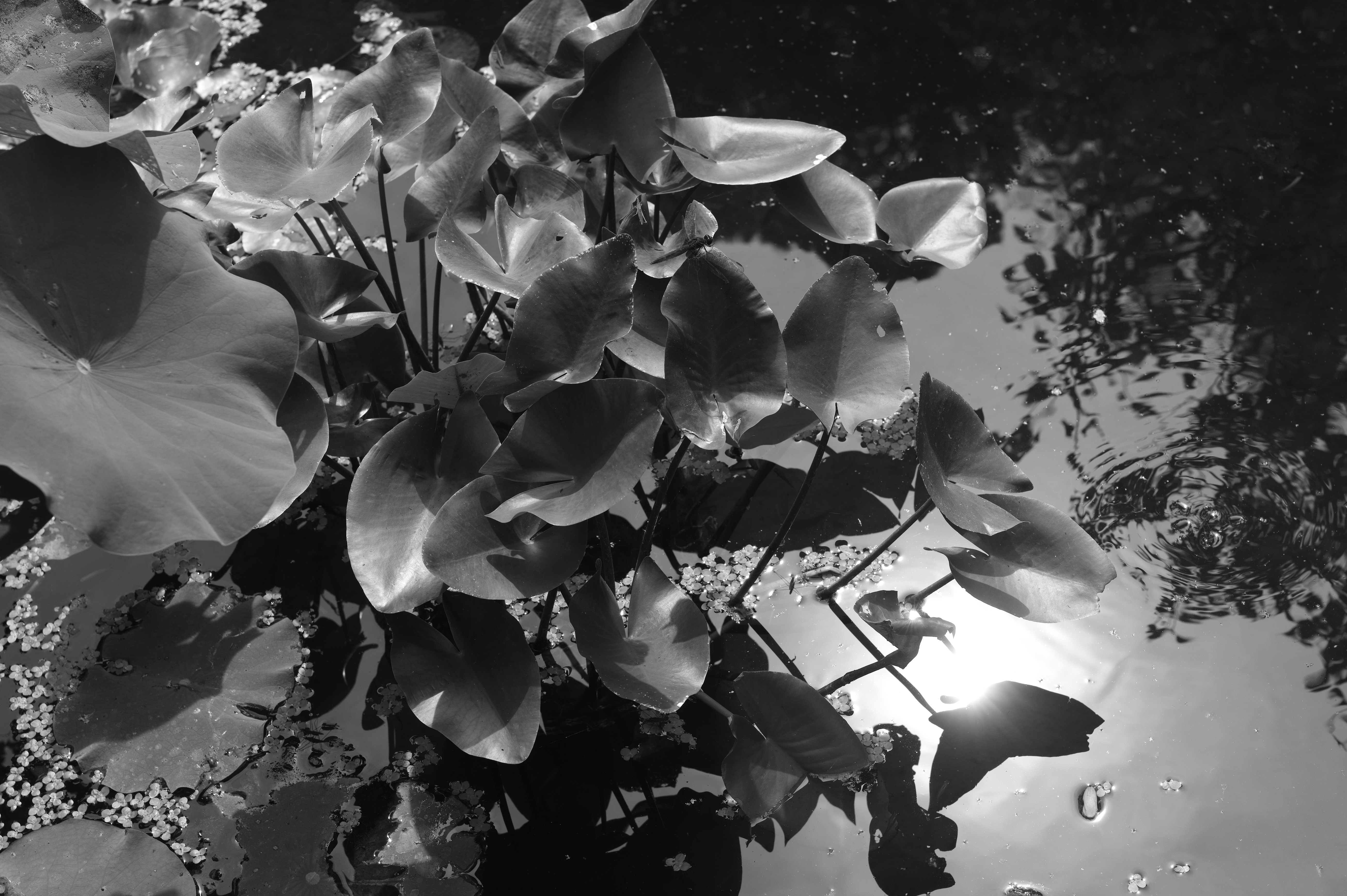 <b>M Monochrom / APO-SUMMICRON-M f2/50mm ASPH. / 約6.6MB / 5,216×3,472 / 1/250秒 / F11 / +1EV / ISO320</b>