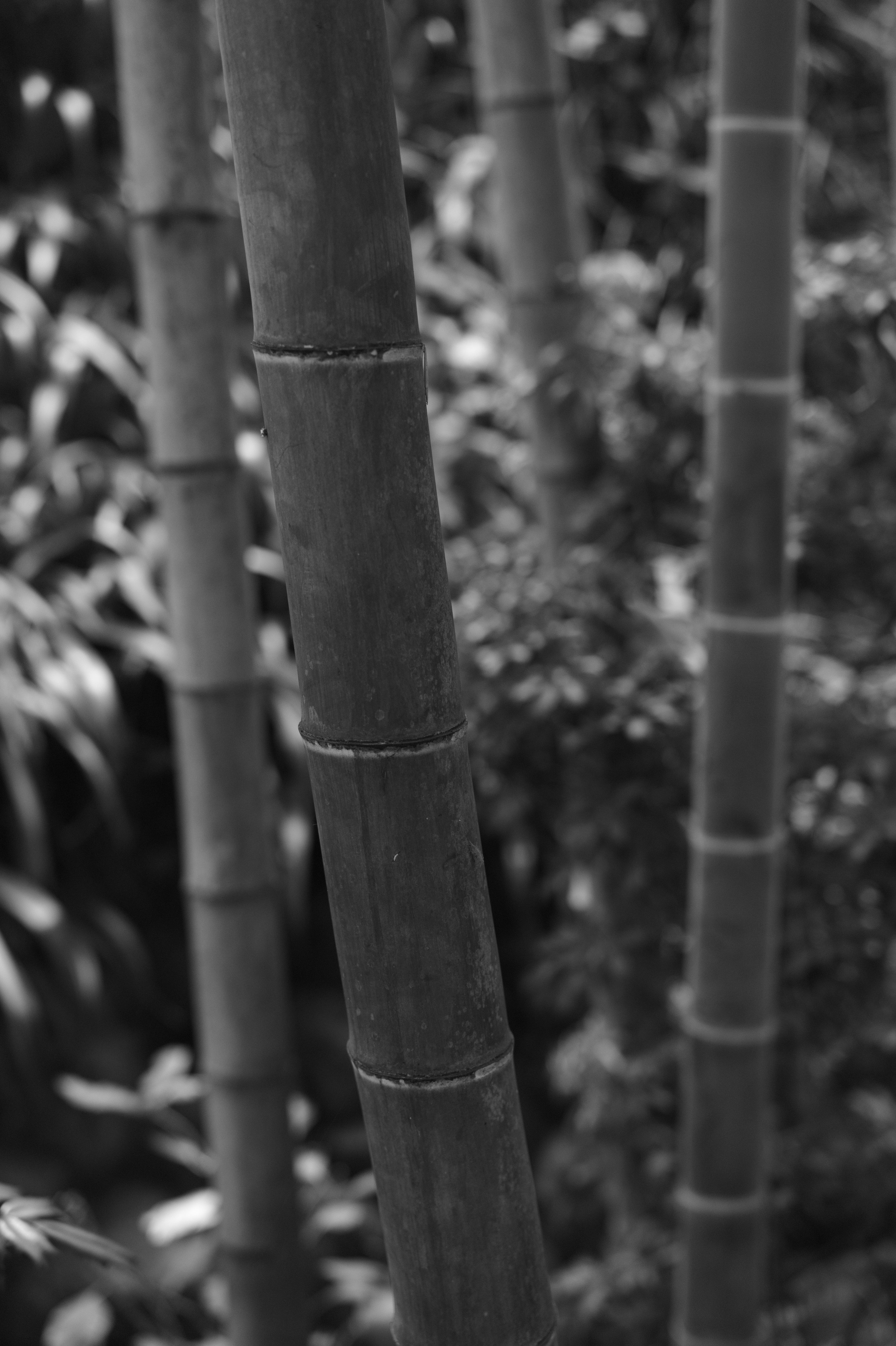 <b>M Monochrom / APO-SUMMICRON-M f2/50mm ASPH. / 約7.8MB / 3,472×5,216 / 1/750秒 / F2.8 / -0.7EV / ISO1600</b>