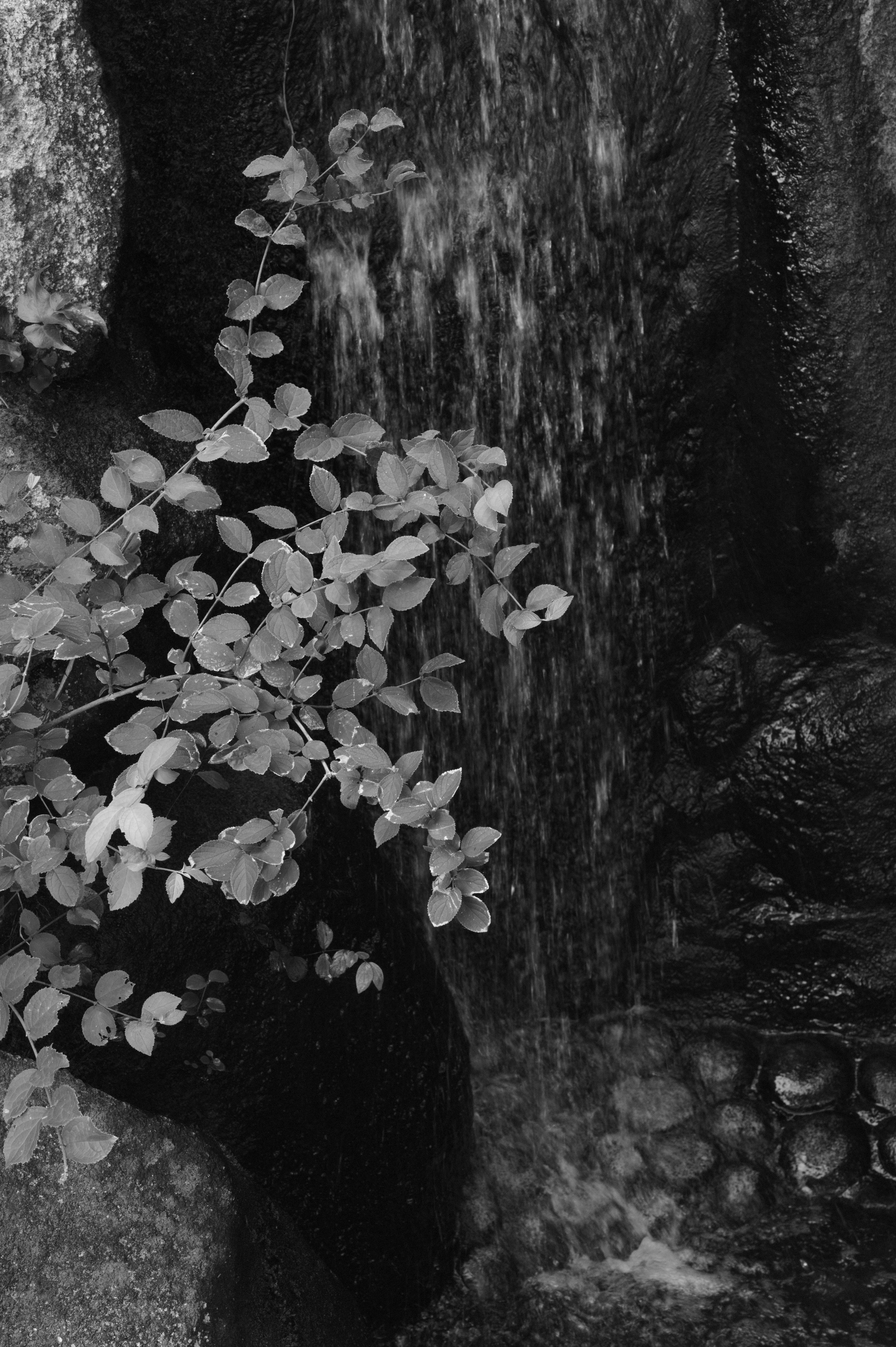 <b>M Monochrom / APO-SUMMICRON-M f2/50mm ASPH. / 約10.0MB / 3,472×5,216 / 1/90秒 / F11 / -0.7EV / ISO3200</b>