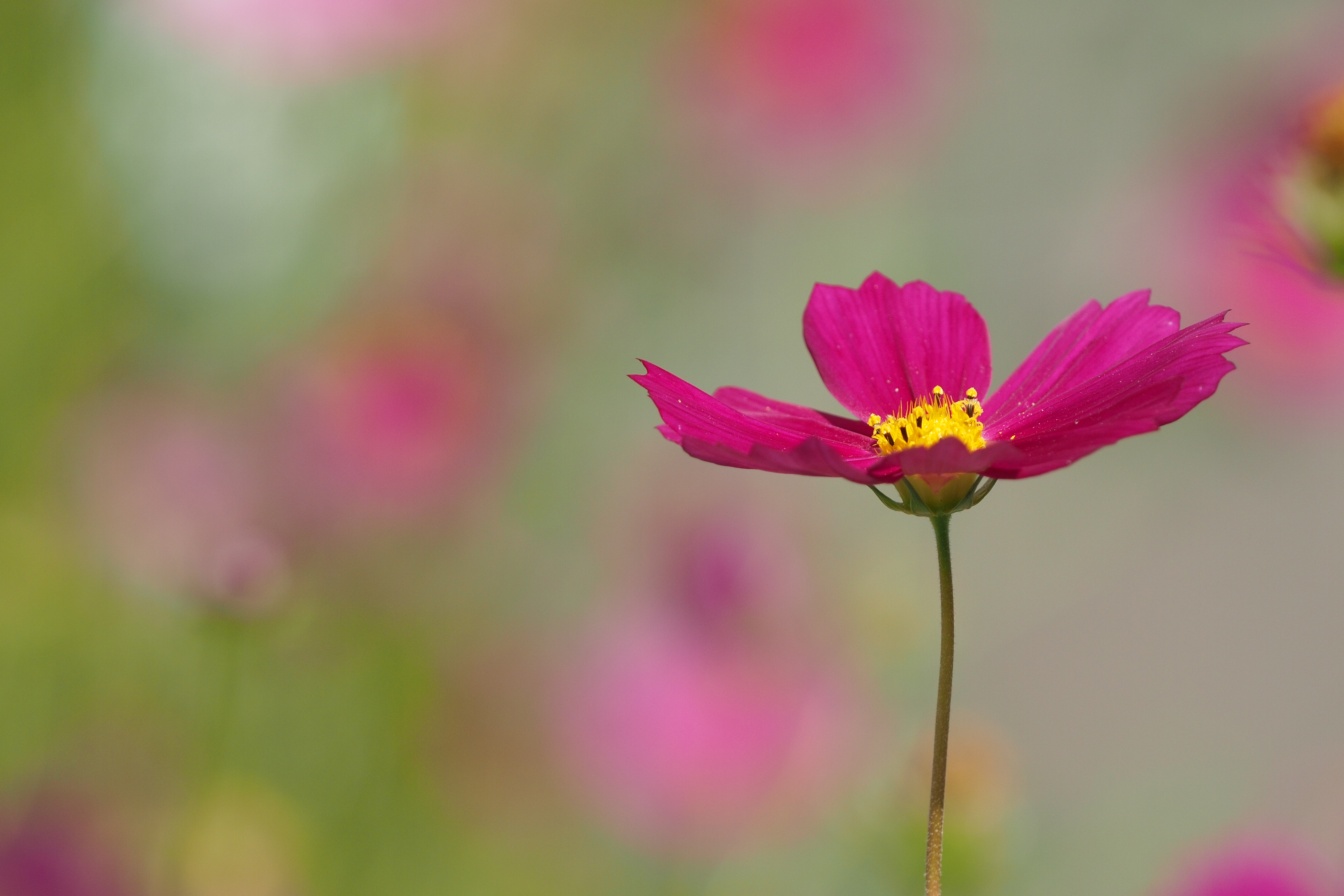 <b>札幌は8月半ばにはコスモスのシーズンだったりする。ピントを合わせるだけでもひと苦労なのだが、風で揺れるからさらにしんどい。E-P3 / SIGMA APO Macro 150mm F2.8 EX DG HSM / 4,032×2,688 / 1/640秒 / F5.6 / 0.3EV / ISO200 / WB:晴天</b>