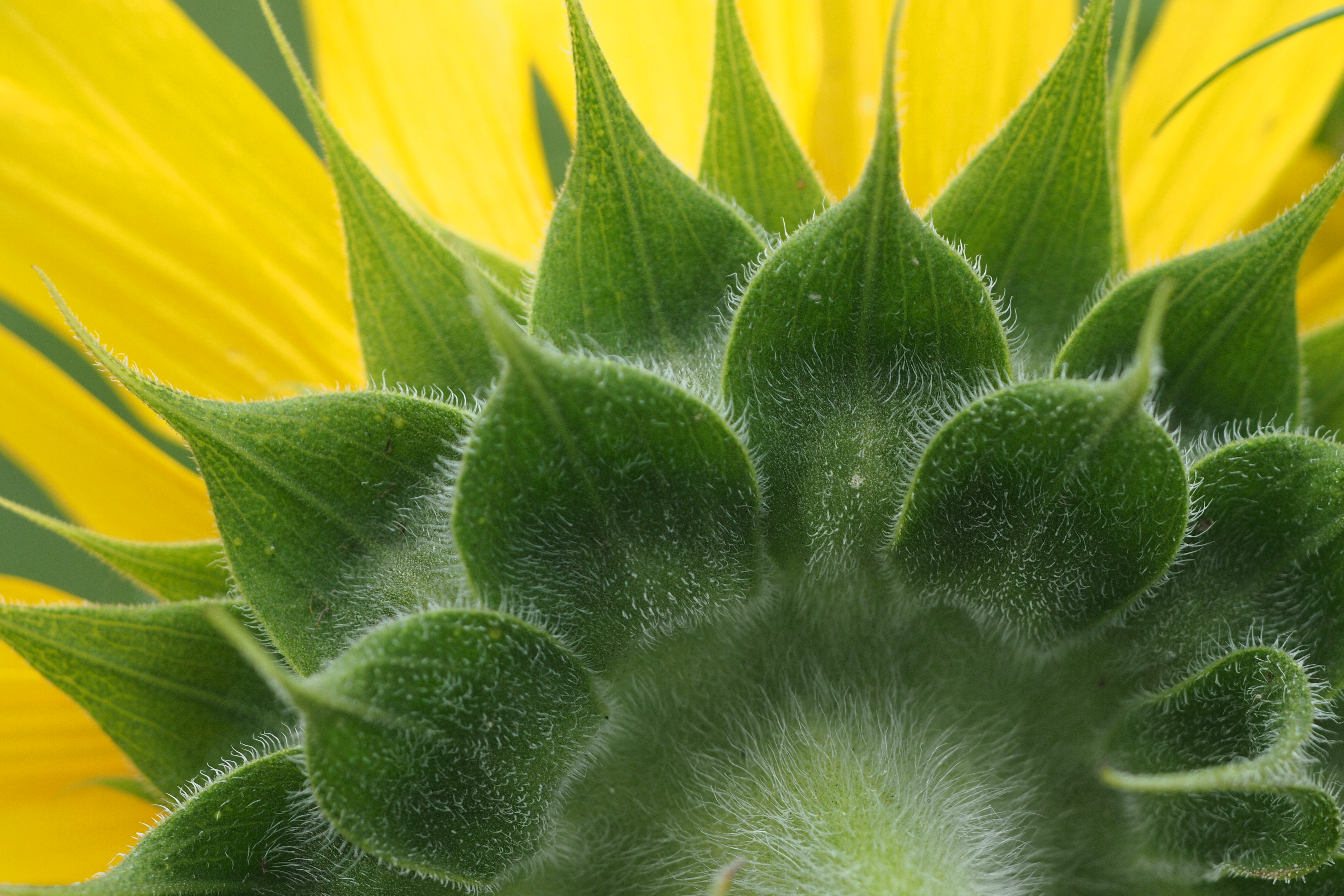 <b>コスモスが風に揺れてる横で元気に咲いているヒマワリ。後ろ姿は案外に毛深いのであった。E-P3 / SIGMA APO Macro 150mm F2.8 EX DG HSM / 4,032×2,688 / 1/400秒 / F4 / ISO400 / WB:晴天</b>