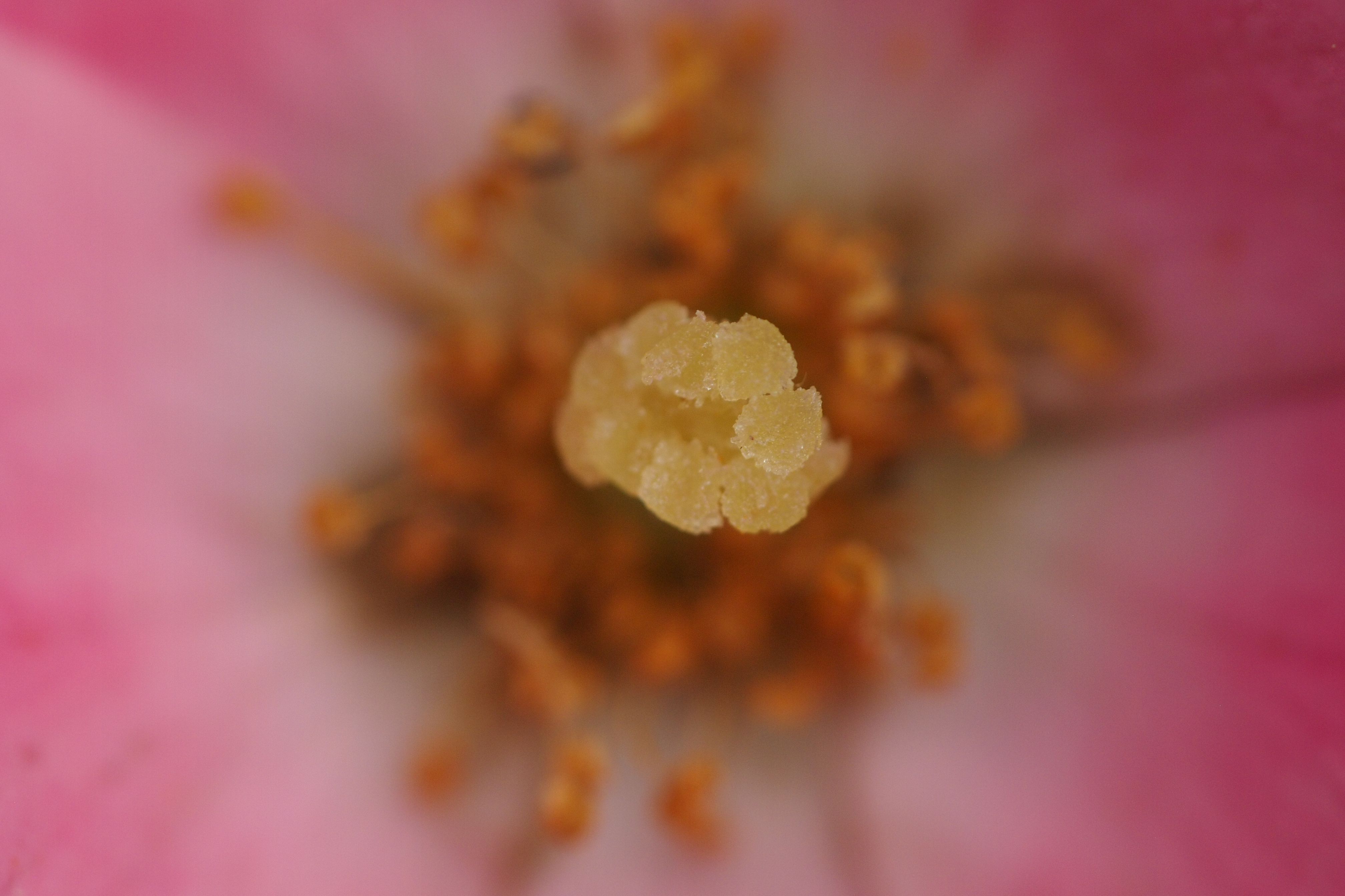 <b>公園の地面に座り込んでの等倍撮影。膝でレンズを支えていても、拡大表示の画面はぷるぷるしっぱなしなのである。E-P3 / SIGMA APO Macro 150mm F2.8 EX DG HSM / 4,032×2,688 / 1/200秒 / F4 / ISO400 / WB:晴天</b>