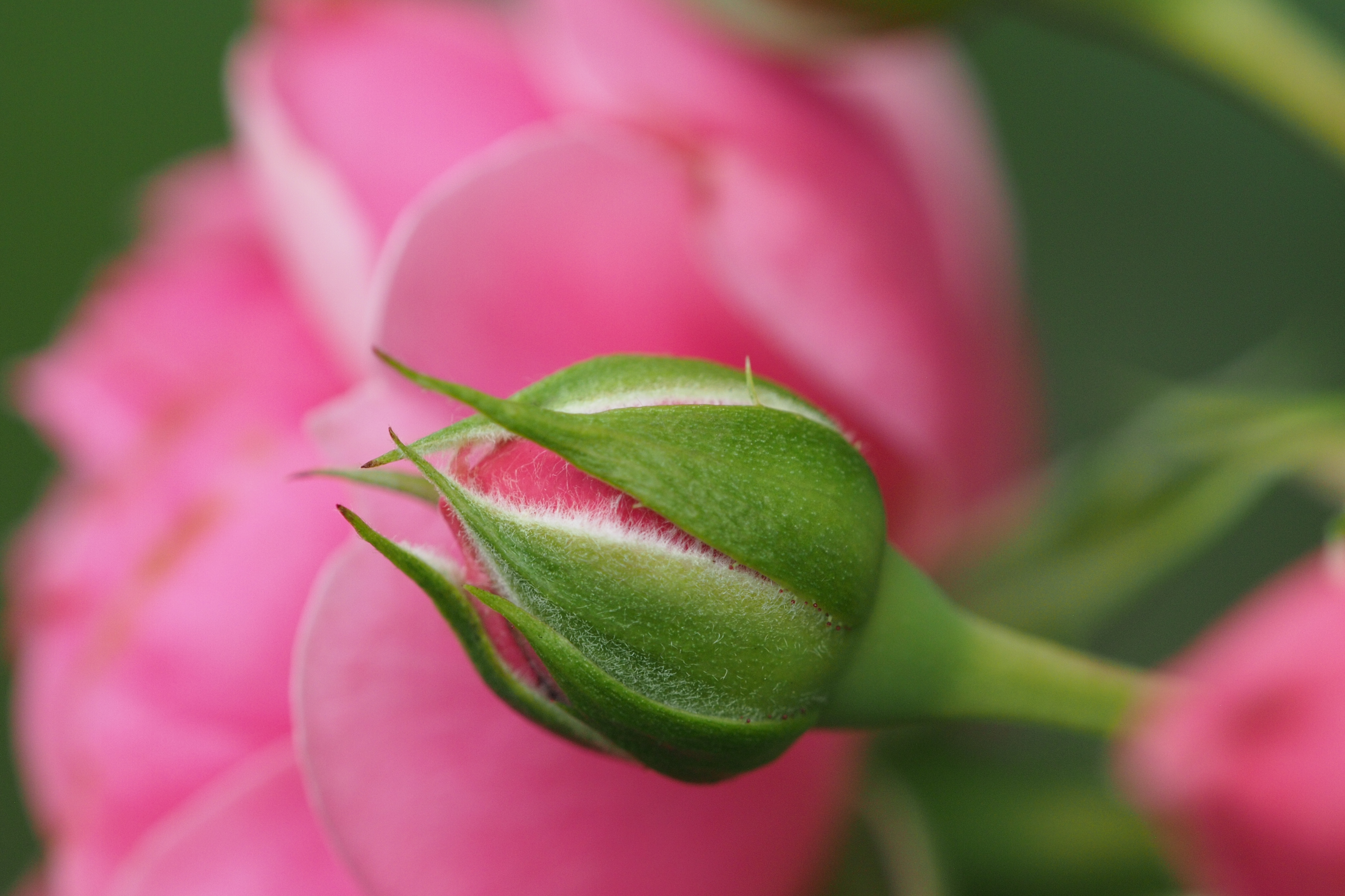 <b>デジタルだから、失敗したのは後で捨てればいいし、ってのもあって、ワンシーンで30枚とか撮ってたりする。E-P3 / SIGMA APO Macro 150mm F2.8 EX DG HSM / 4,032×2,688 / 1/125秒 / F3.5 / ISO400 / WB:晴天</b>