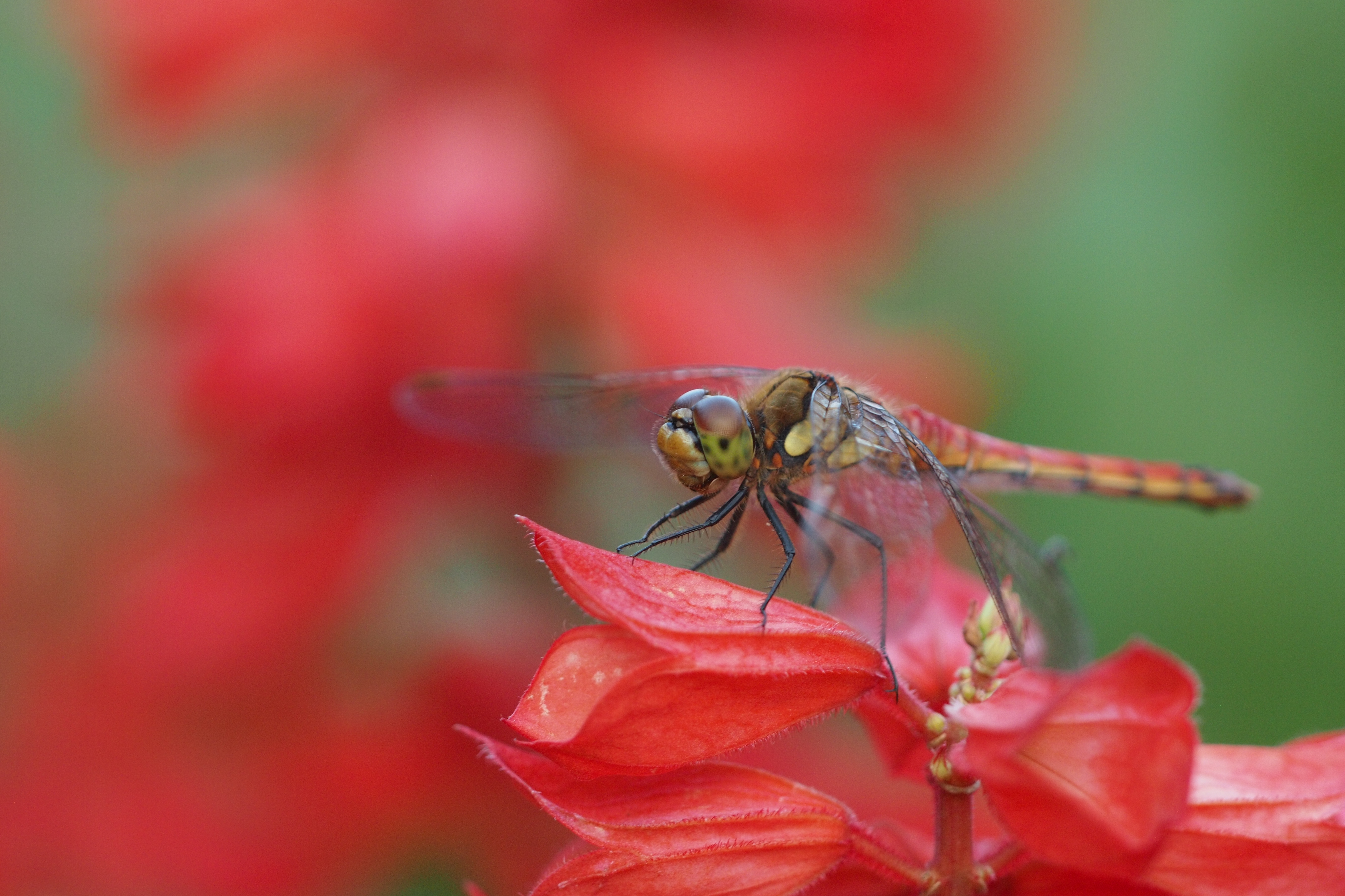 <b>赤トンボを見かける機会も増えてきた。まだアジサイが咲き残ってるところもあるけれど。E-P3 / SIGMA APO Macro 150mm F2.8 EX DG HSM / 4,032×2,688 / 1/160秒 / F4 / ISO400 / WB:晴天</b>
