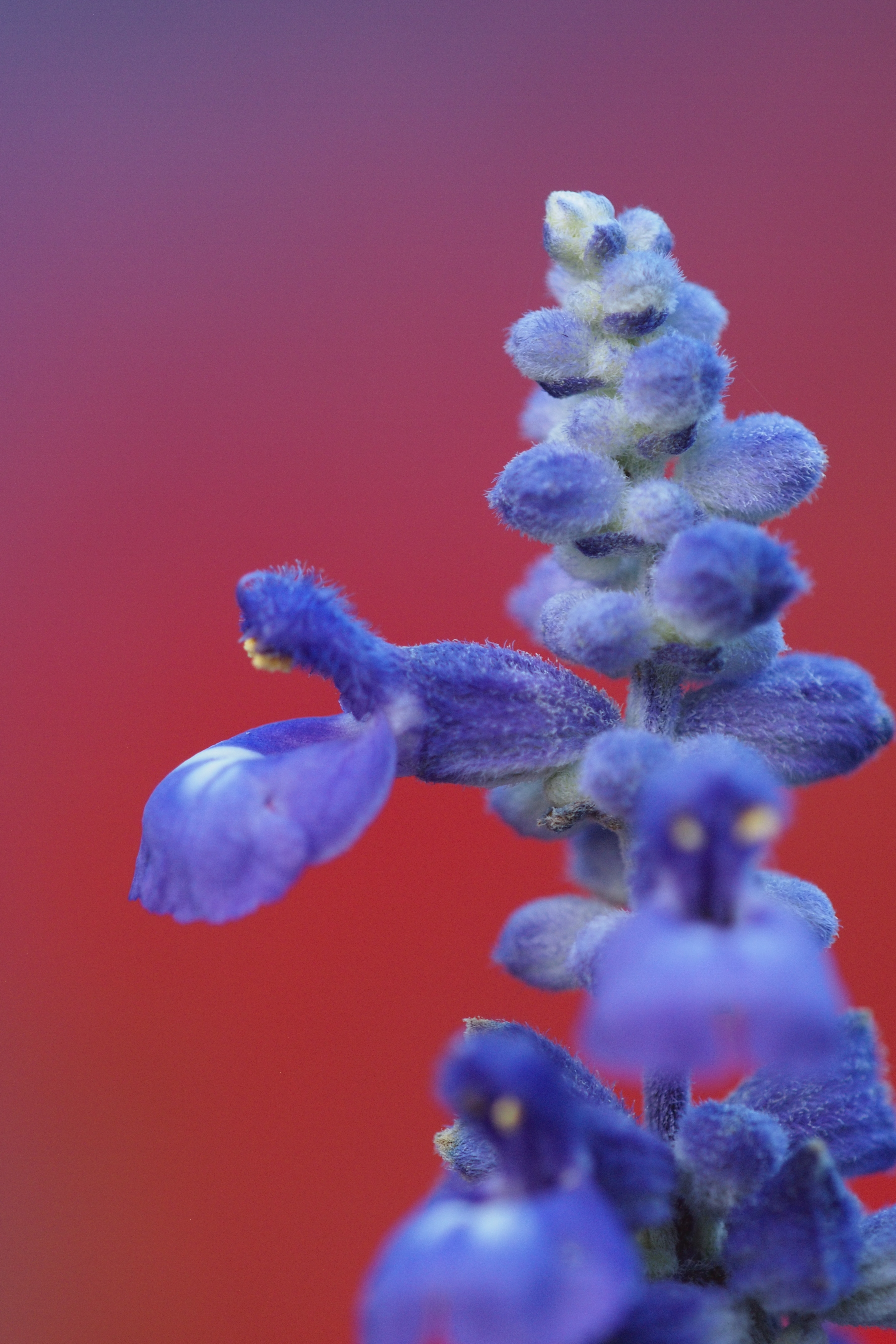 <b>大きくて重いのとAFが使えないのは難点だけれど、シャープさは文句なし。ボケもいい。腕力さえ大丈夫なら楽しめるレンズだ。E-P3 / SIGMA APO Macro 150mm F2.8 EX DG HSM / 4,032×2,688 / 1/125秒 / F4 / ISO400 / WB:晴天</b>