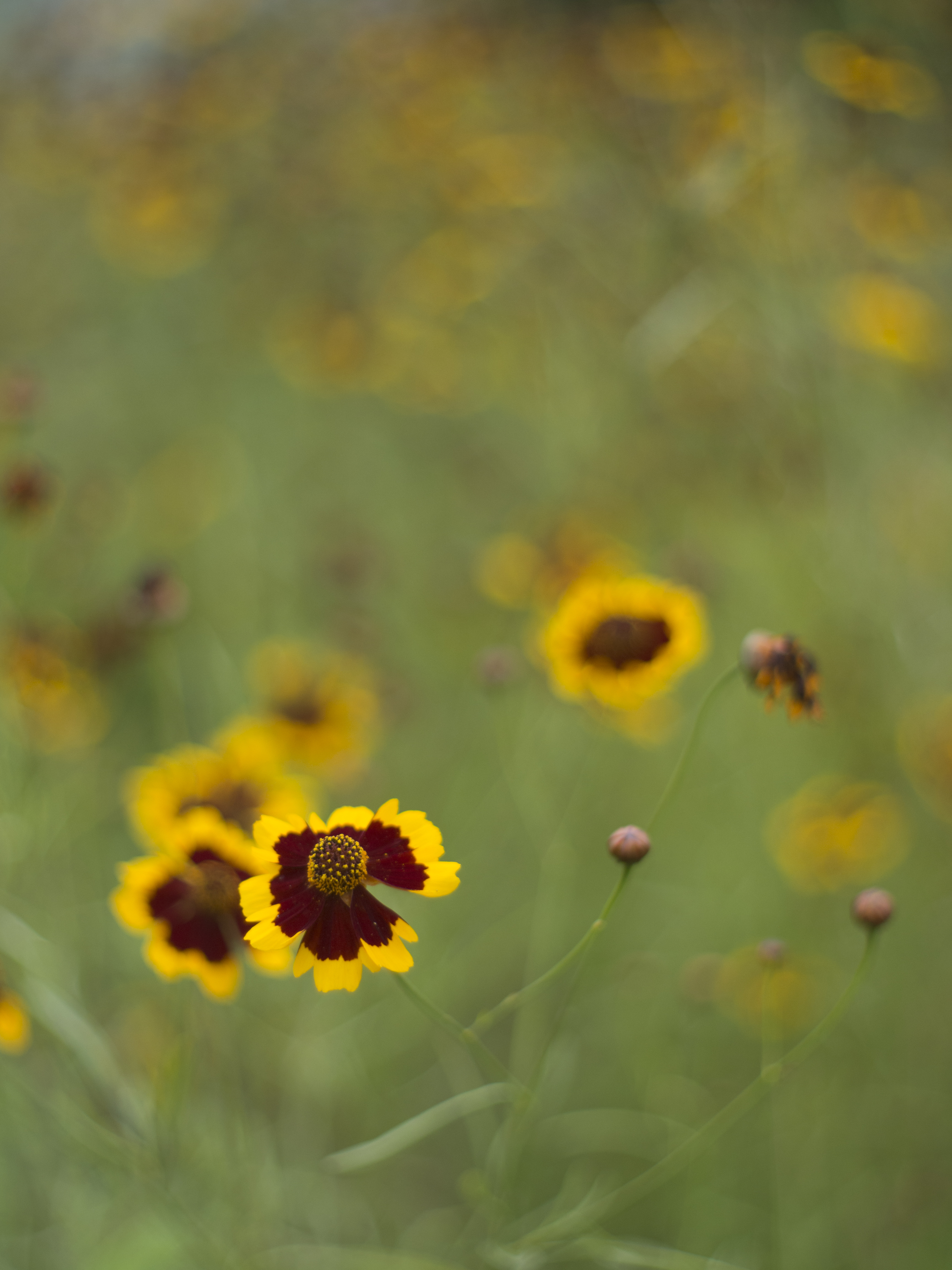 <b>E-M5 / G.Zuiko Auto-S 40mm F1.4 / 4,608×3,456 / 1/3,200秒 / F1.4 / 0EV / ISO200 / WB:オート / 40mm</b>