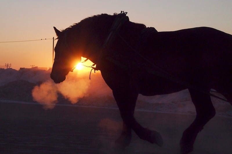 <b>ばんえい競馬　(c) 山岸伸</b>