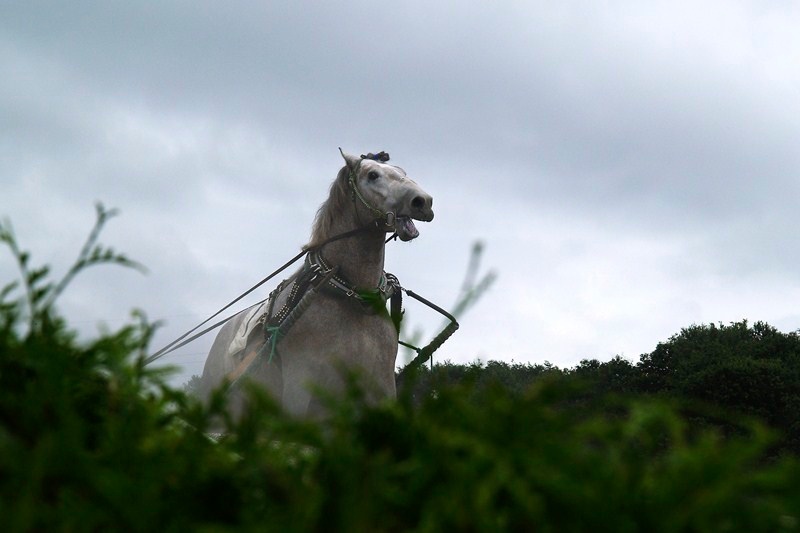 <b>ばんえい競馬　(c) 山岸伸</b>