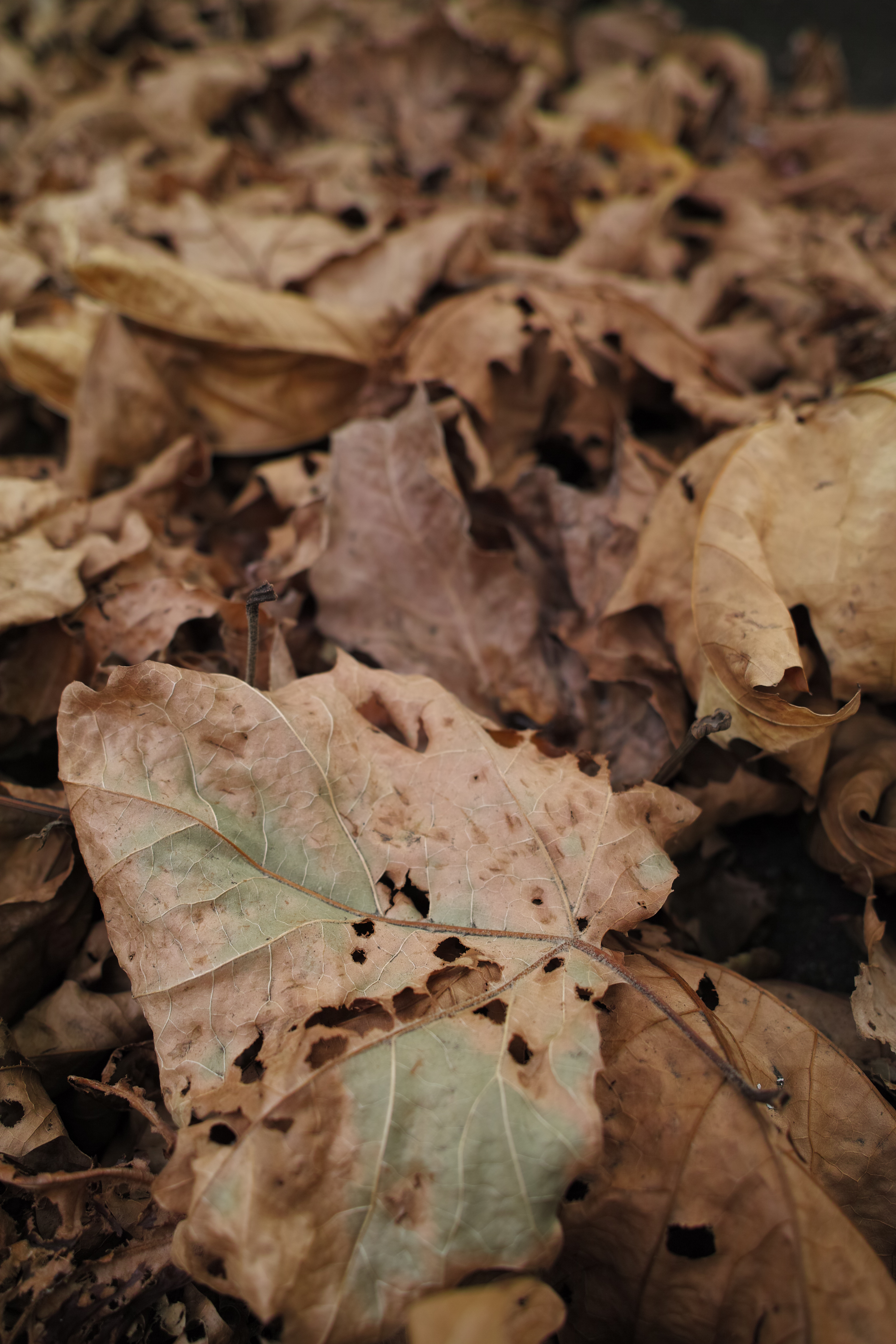 <b>DP1 Merrill / 約6.8MB / 3,136×4,704 / 1/100秒 / F3.5 / 0.0EV / ISO100 / WB:くもり</b>