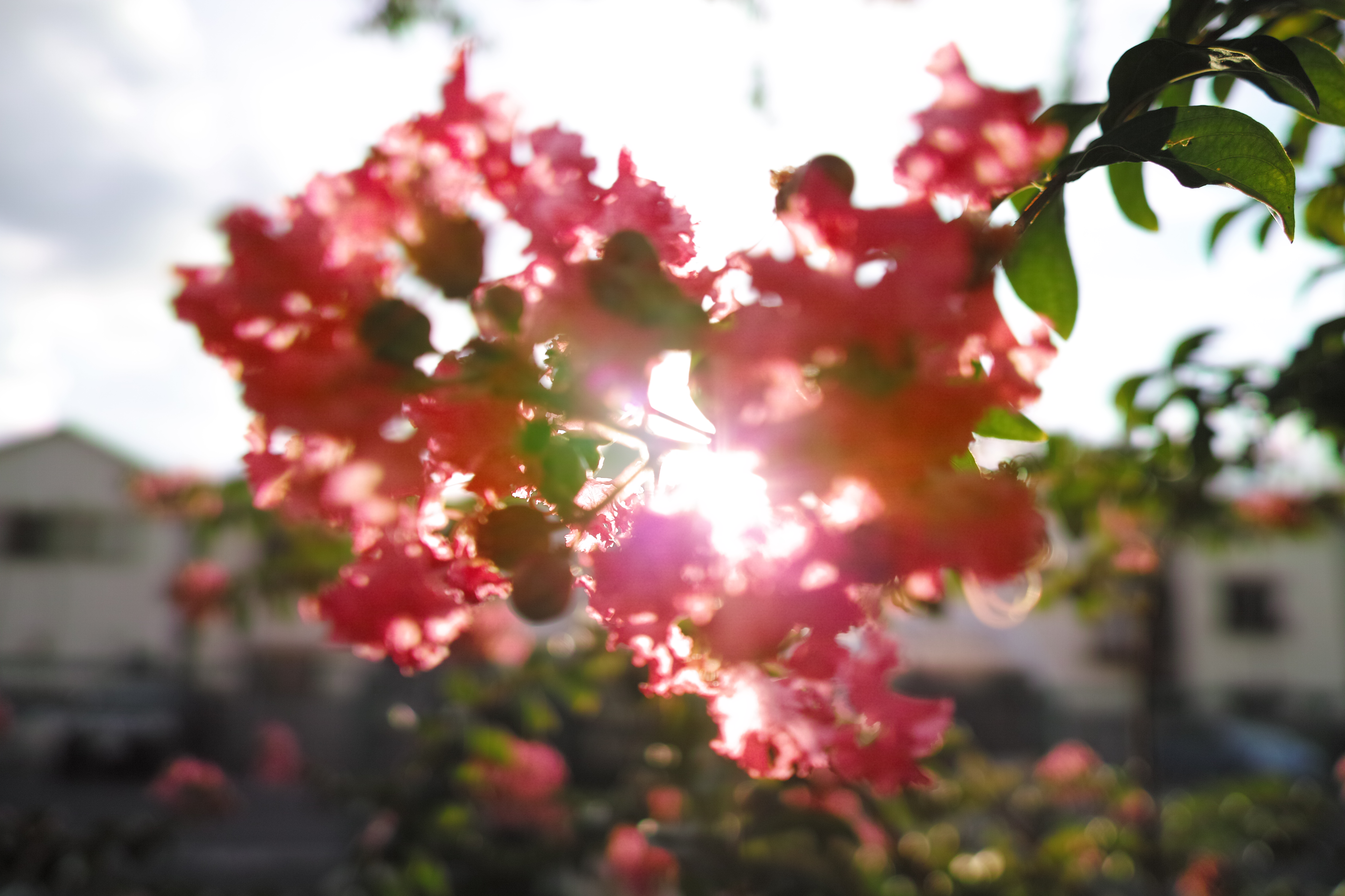 <b>DP1 Merrill / 約6.0MB / 4,704x3,136 / 1/1,250秒 / F2.8 / 0.0EV / ISO200 / WB:オート</b>