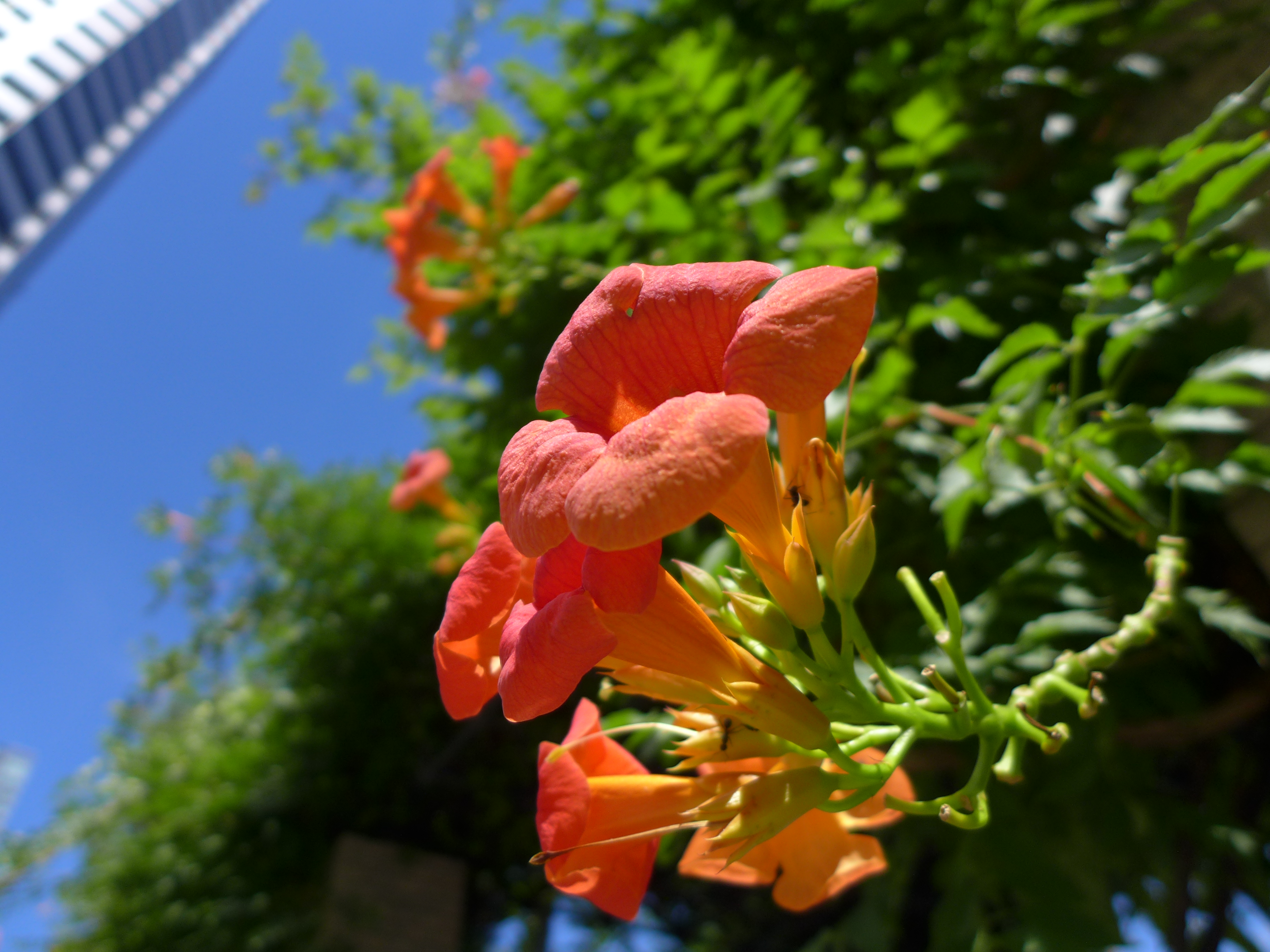 <b>DMC-LX7 / 約4.3MB / 3,648×2,736 / 1/500秒 / F1.4 / +0.3EV / ISO80 / WB:オート / 4.7mm</b>