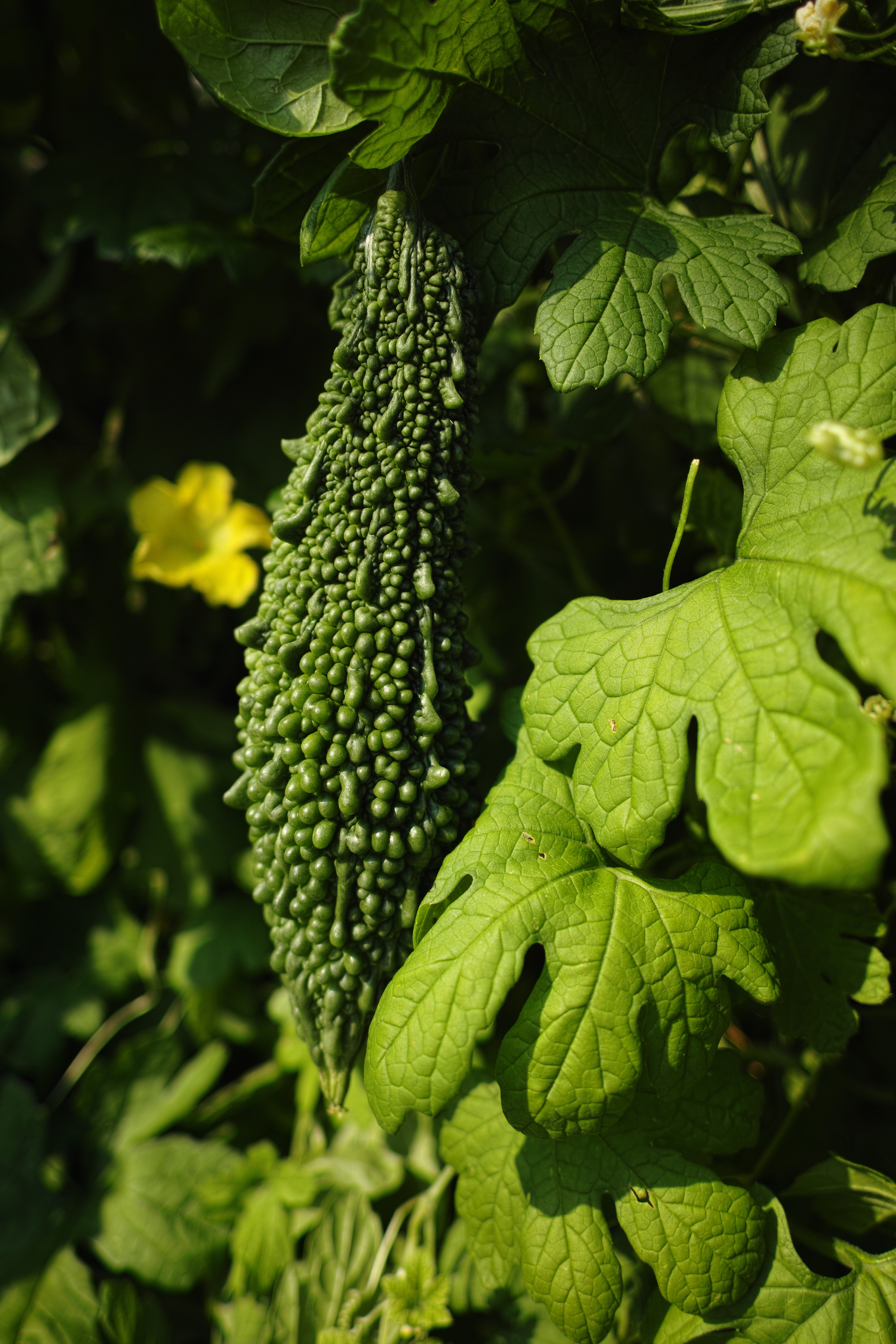 <b>RAWで撮影（JPEGに現像） / DP1 Merrill / 3.8MB / 3,136×4,704 / 1/640秒 / F2.8 / 0.0EV / ISO100 / WB:オート</b>