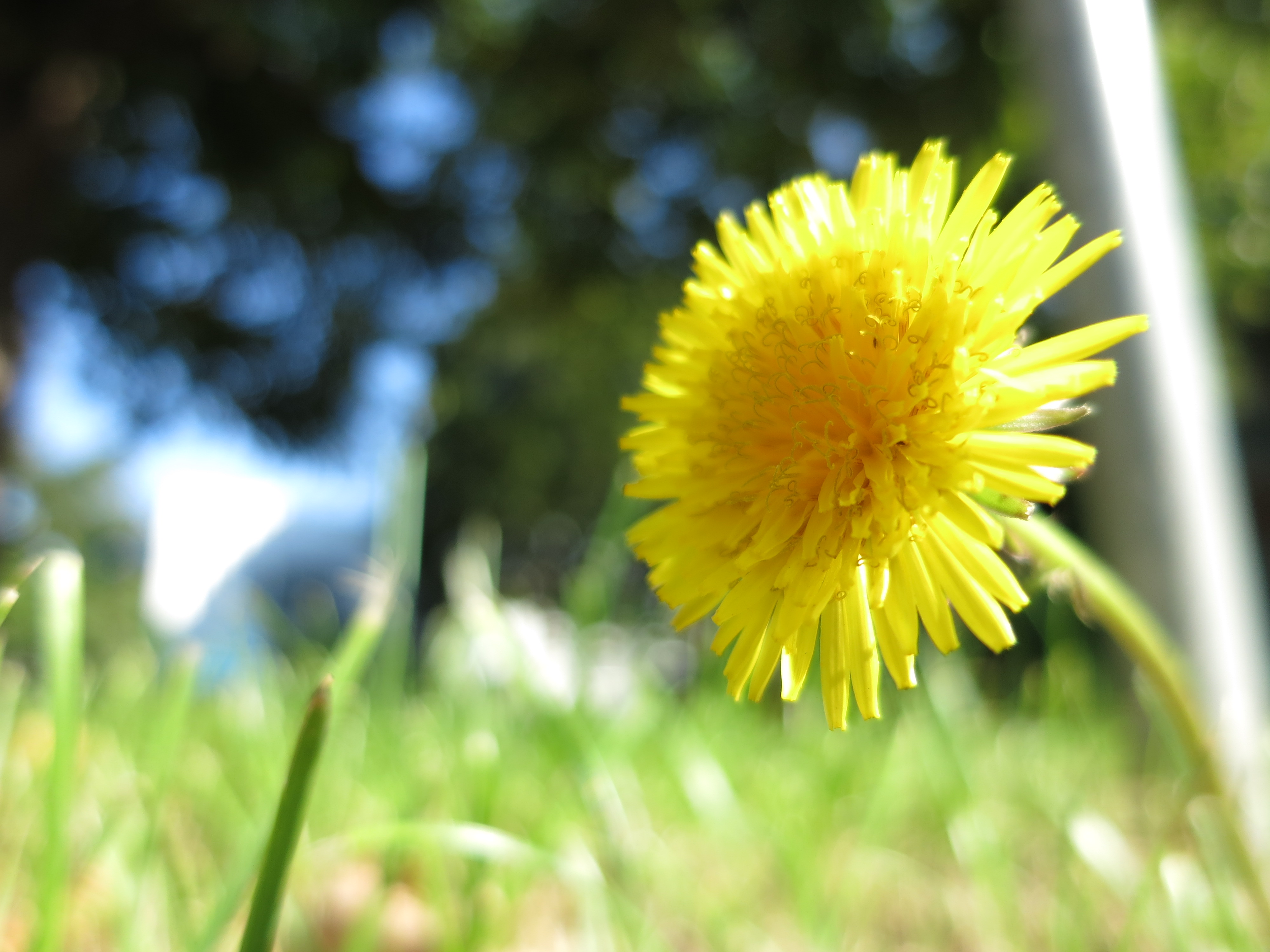 <b>季節外れ感全開ですが。24mm相当の広角端でレンズ前5cmくらい。絞り開放なので、それなりに背景がボケてくれた。PowerShot S110 / 約1.9MB / 4,000×3,000 / 1/640秒 / F2 / +0.7EV / ISO80 / WB:オート / 5.2mm（24mm相当）</b>