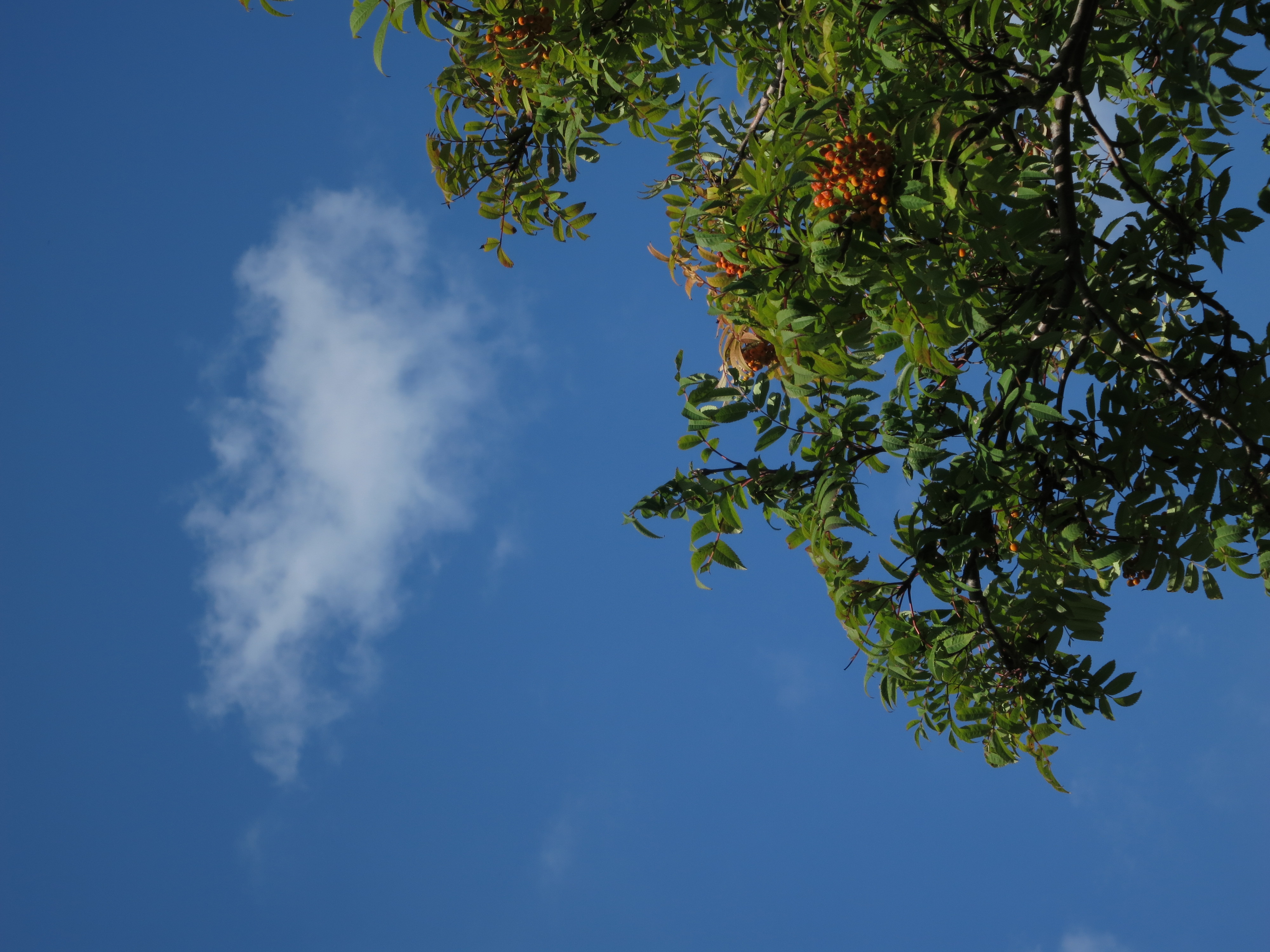 <b>ナナカマドの実はすでに赤くなりはじめている。PowerShot S110 / 約2.5MB / 3,000×4,000 / 1/400秒 / F5.6 / -0.7EV / ISO80 / WB:太陽光 / 23.7mm（109.4mm相当）</b>