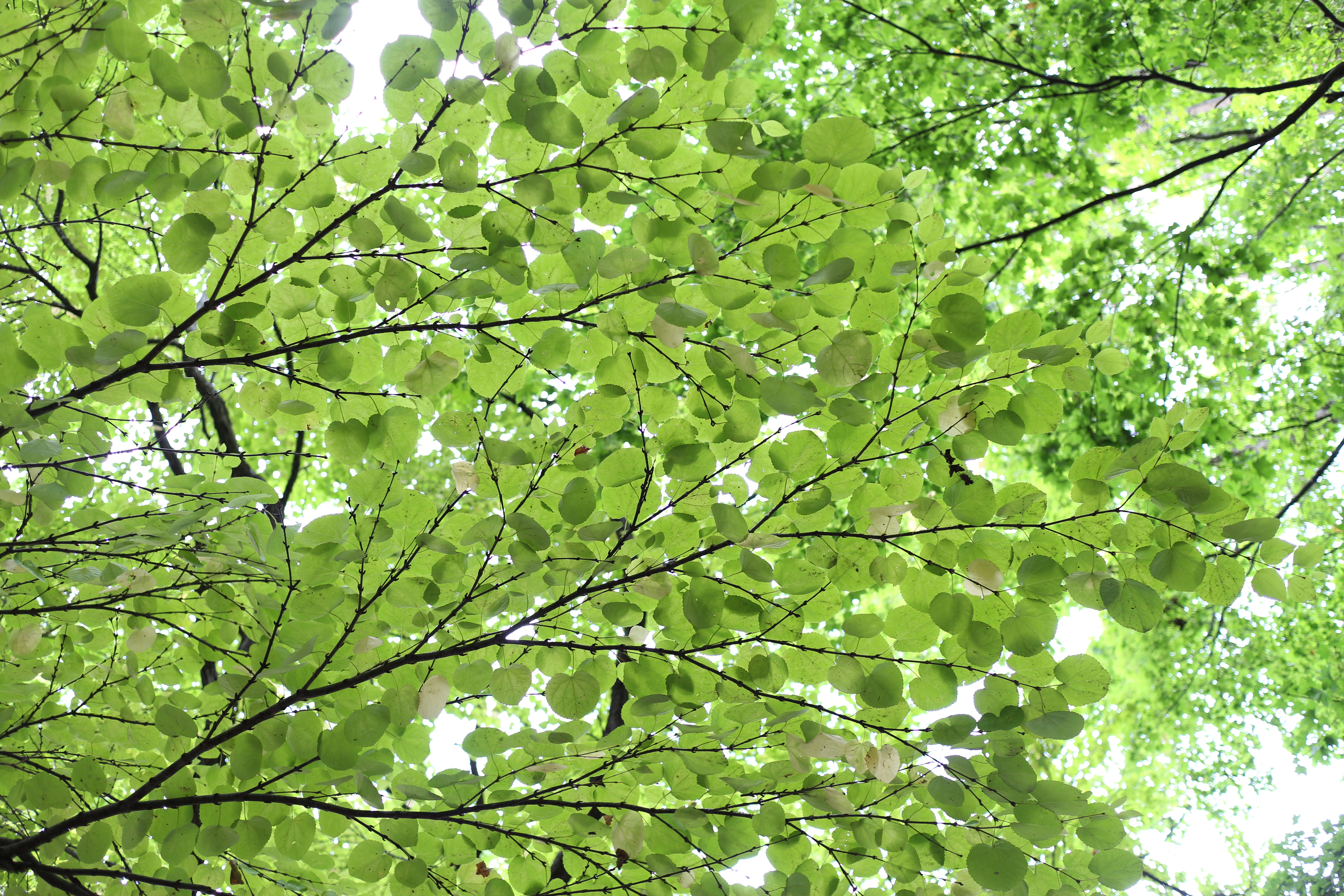 <b>カミサンいわく、「うん、いつもどおりの写りだね」だそうな。EOS M / EF-M 22mm F2 STM / 5,184×3,456 / 1/30秒 / F2.5 / 1.3EV / ISO100 / WB:オート / 22mm（35.2mm相当）</b>