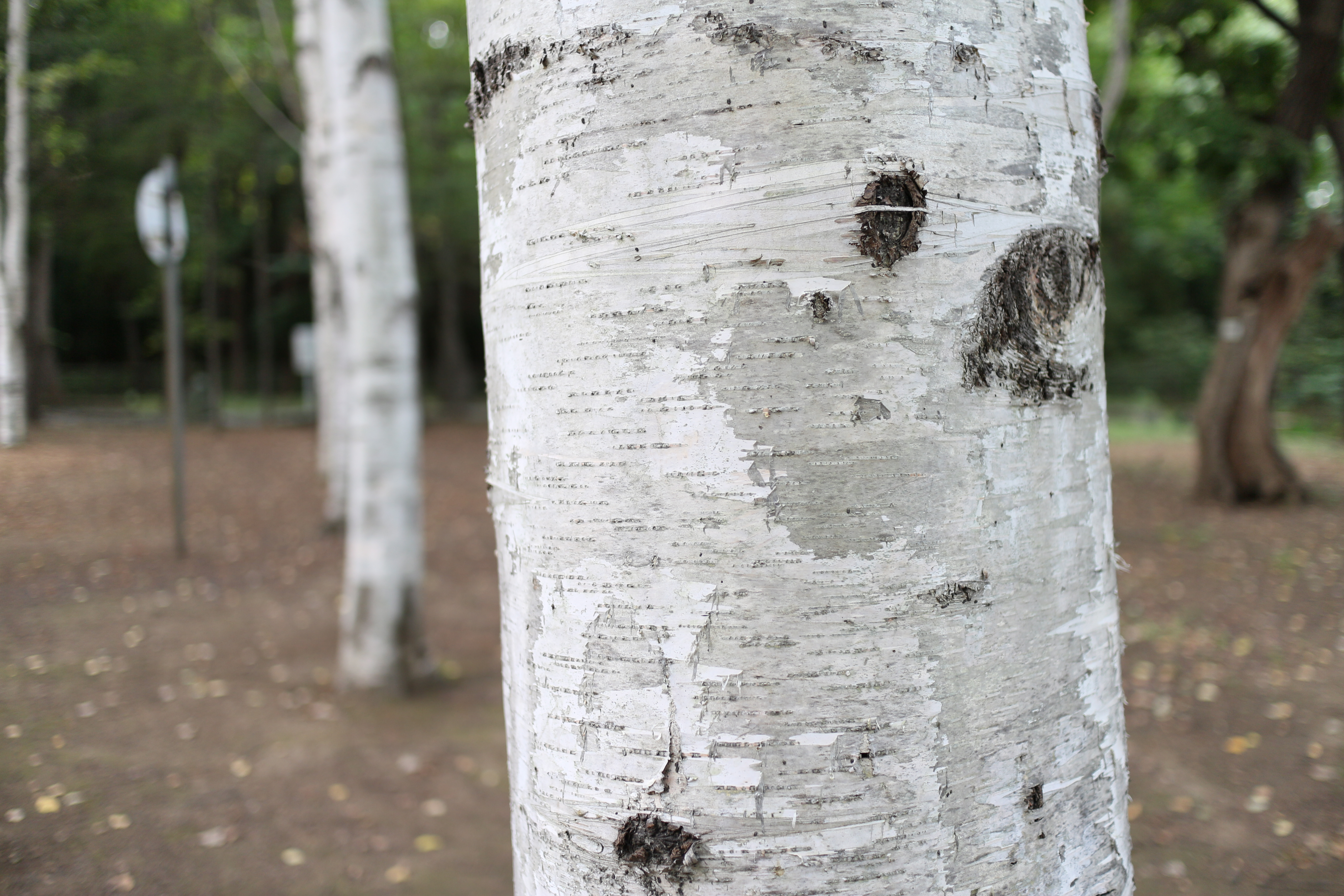 <b>35mm相当の広角レンズだが、絞りを開いて寄って撮れば背景はボケてくれる。EOS M / EF-M 22mm F2 STM / 5,184×3,456 / 1/50秒 / F2 / 1.3EV / ISO100 / WB:オート / 22mm（35.2mm相当）</b>