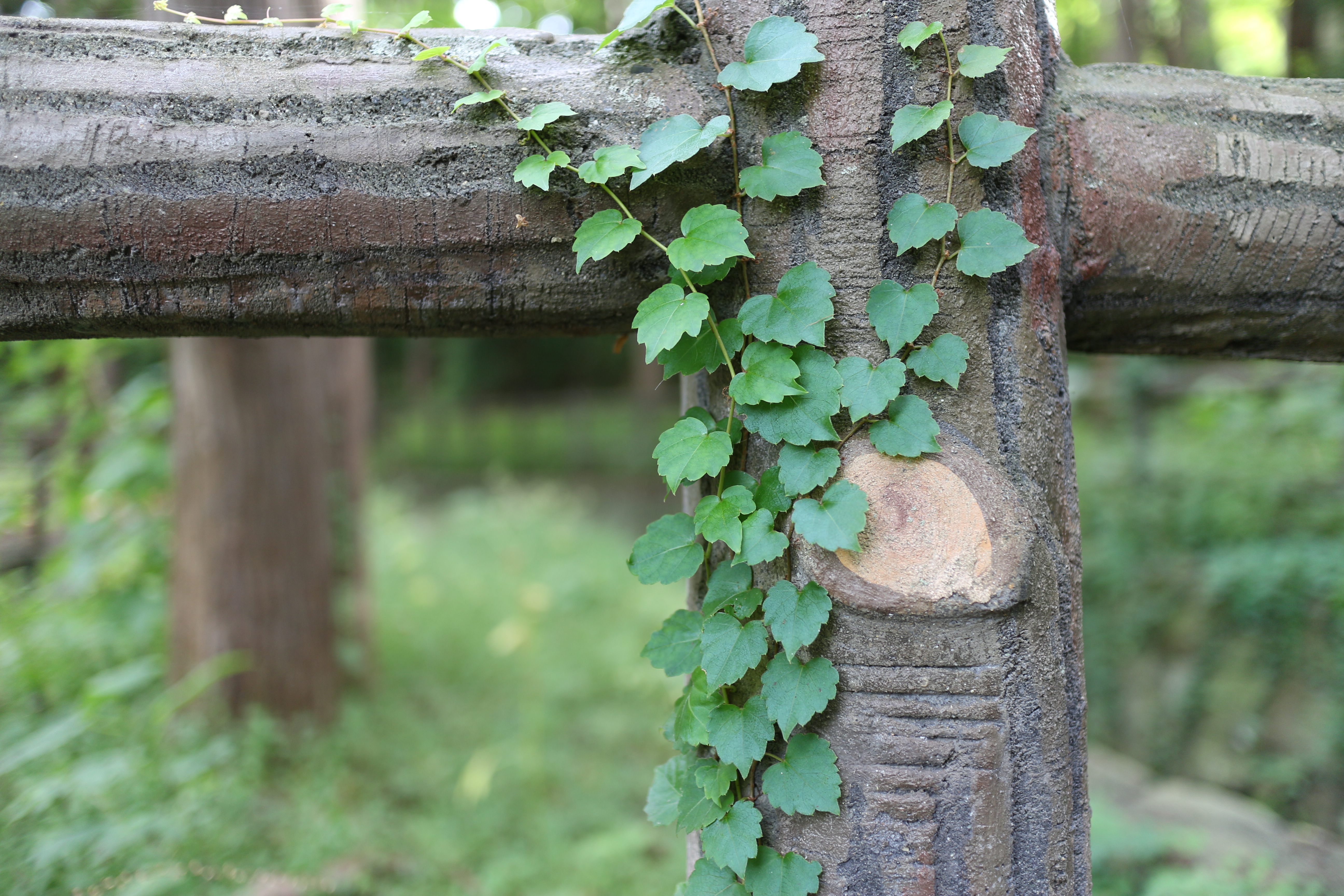 <b>曇天の木陰なので、少し青みが出やすい条件。でも、オートホワイトバランスが大こけしないあたりはキヤノンならでは。EOS M / EF-M 22mm F2 STM / 5,184×3,456 / 絞り優先AE / 1/15秒 / F2 / 0.0EV / ISO100 / WB:オート / 22mm（35.2mm相当）</b>