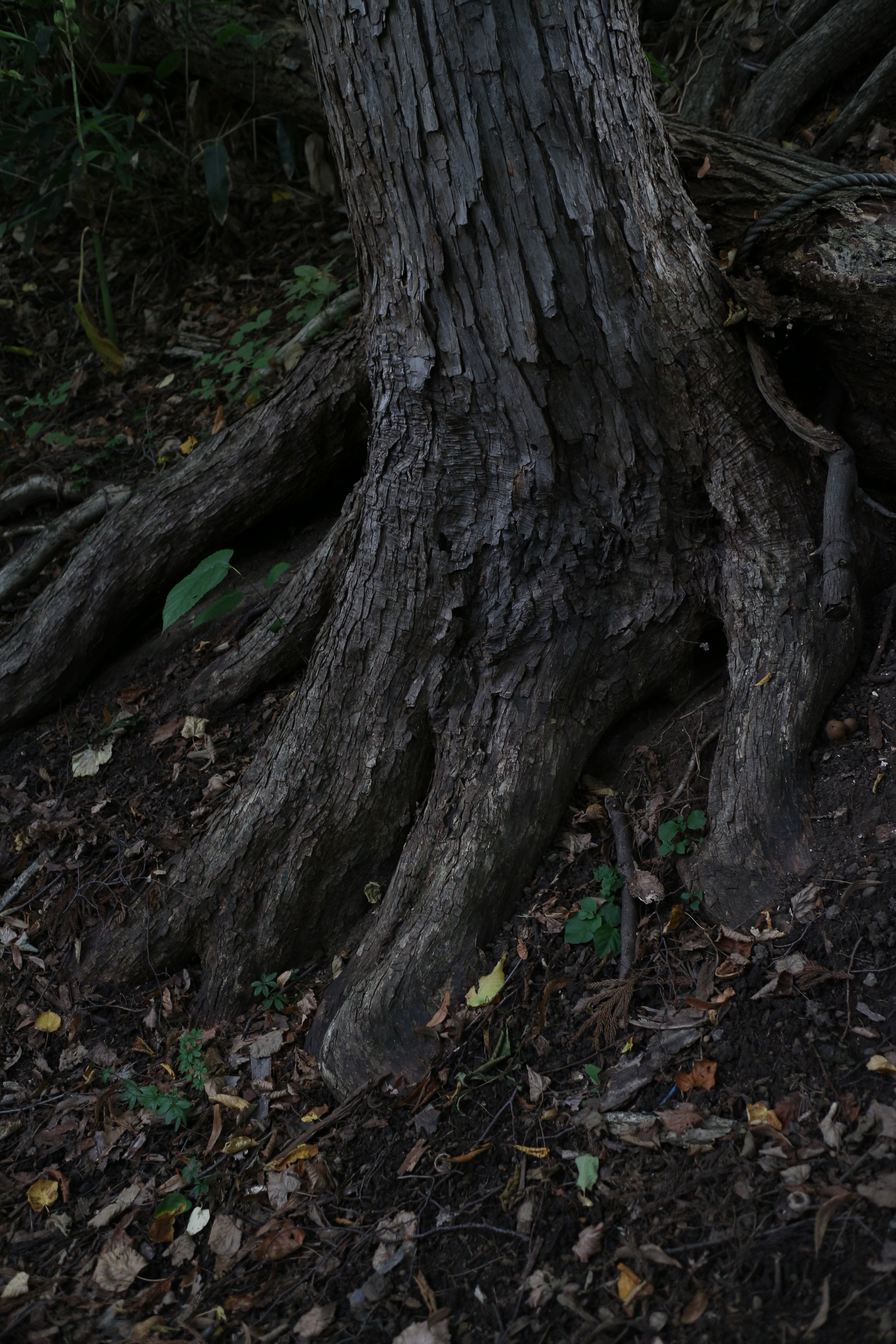 <b>斜面に生えていた木の根もとを、うんとアンダーに振って撮ってみた。EOS M / EF-M 22mm F2 STM / 5,184×3,456 / 絞り優先AE / 1/80秒 / F2.8 / -2.3EV / ISO400 / WB:オート / 22mm（35.2mm相当）</b>