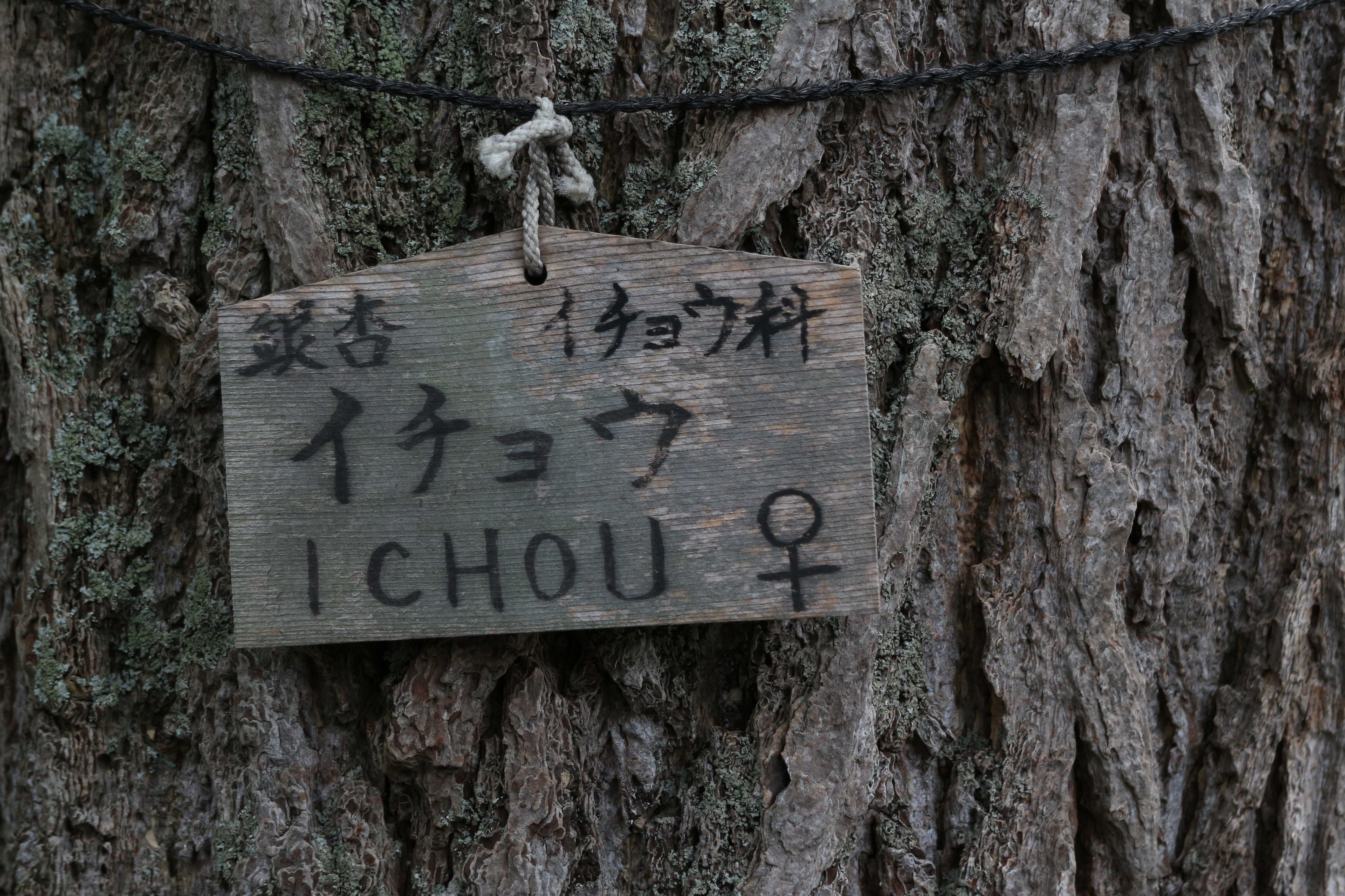 <b>女の子だそうです。わざわざ書かなくてもよさそうな気はするけれど、秋にすごい匂いがするよって印かもしれない。EOS M / EF-M 18-55mm F3.5-5.6 IS STM / 5,184×3,456 / 絞り優先AE / 1/100秒 / F5.6 / －0.7EV / ISO400 / WB:オート / 55mm（88mm相当）</b>