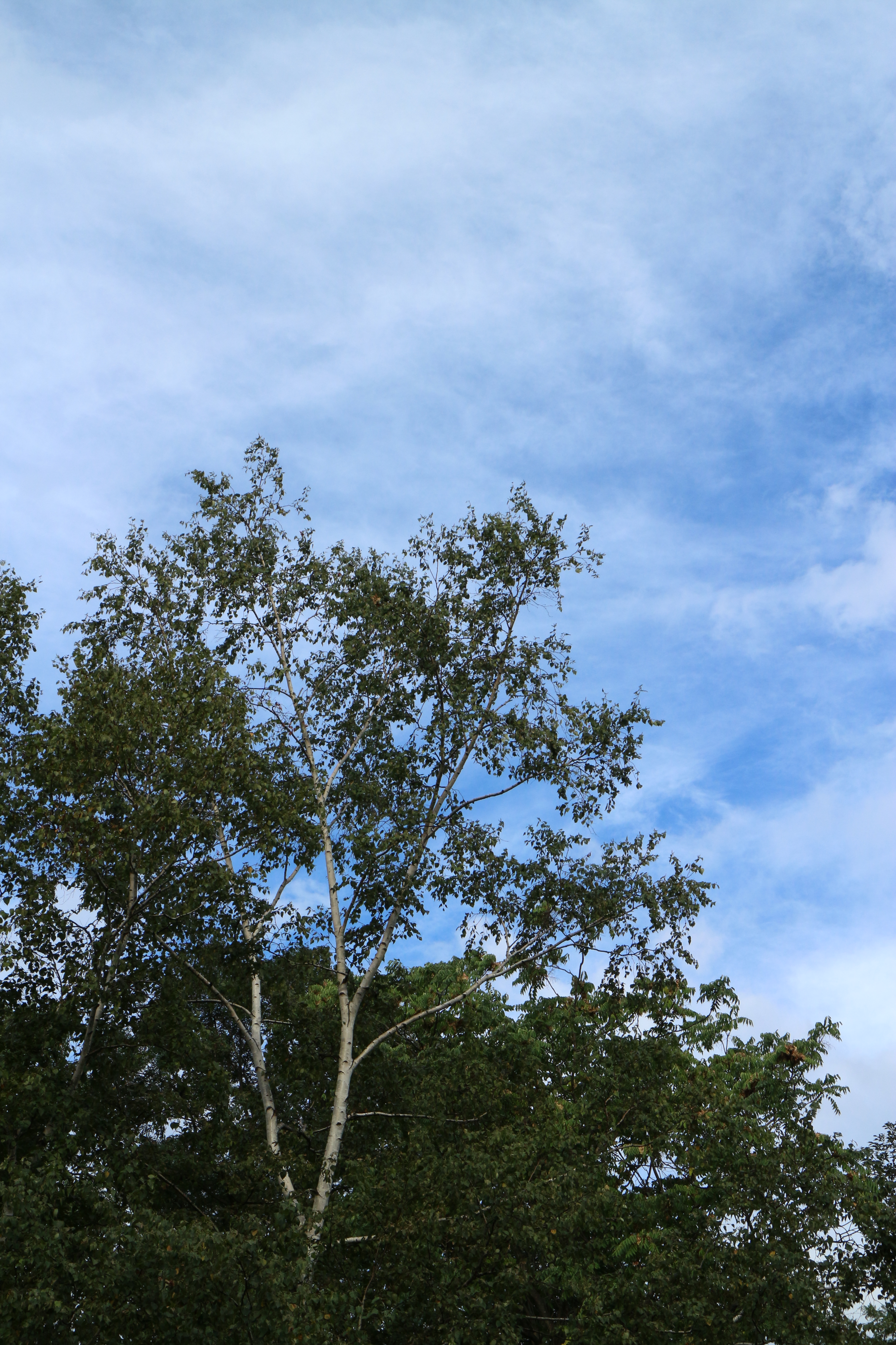 <b>雲の隙間からちょっとだけ見えた青空。ピクチャースタイルオートはこういうときにしっかり色が乗る。EOS M / EF-M 18-55mm F3.5-5.6 IS STM / 5,184×3,456 / 1/320秒 / F11 / 0.3EV / ISO400 / WB:太陽光 / 37mm（59.2mm相当）</b>